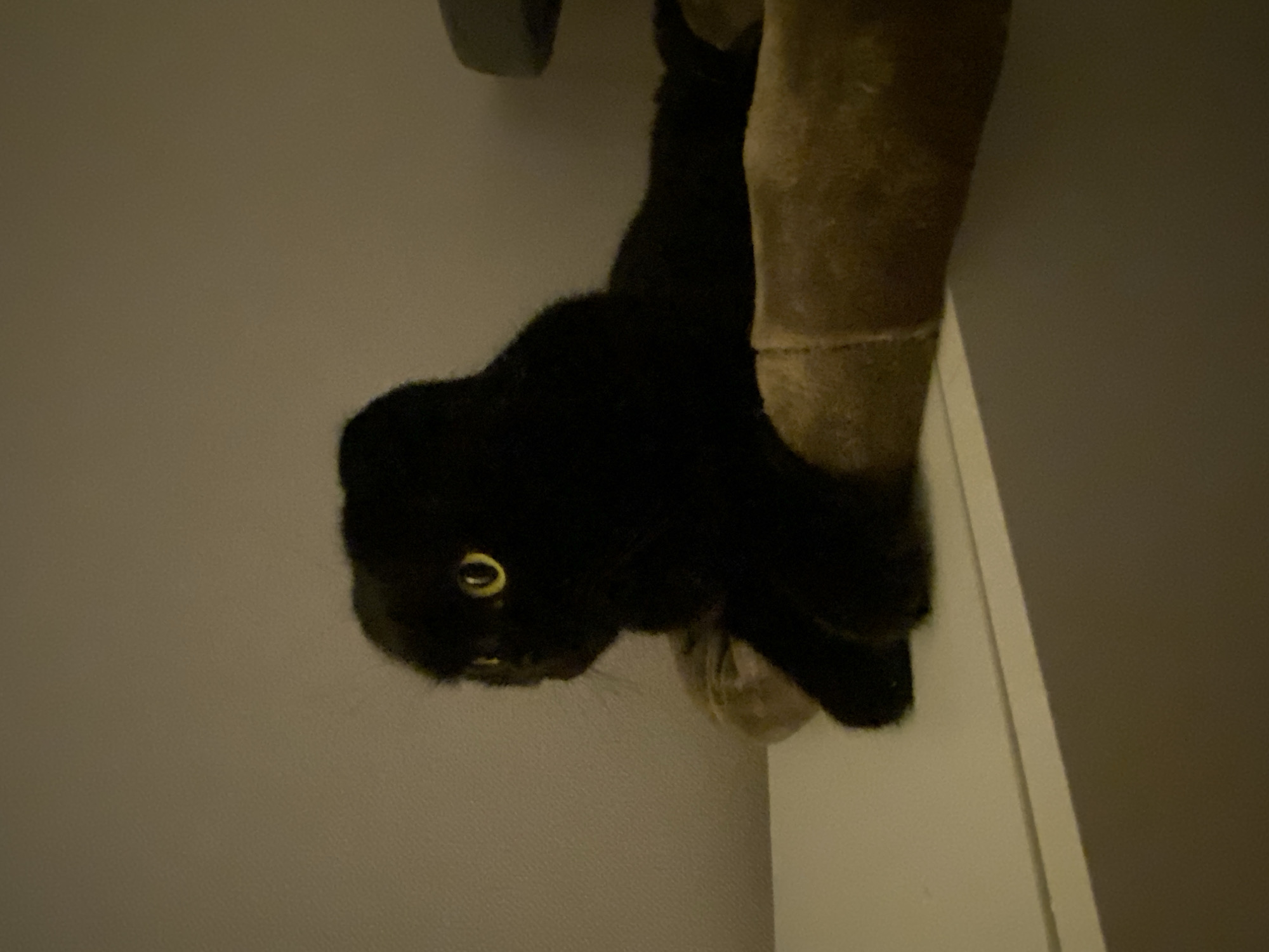 A black cat with yellow eyes lies on a brown plush surface, which is placed on a white shelf. The cat is looking to the left, with its body stretched out. The background is a textured, gray wall. The lighting is dim, casting shadows and highlighting the cat's eyes. The scene appears to be indoors, possibly a home environment.