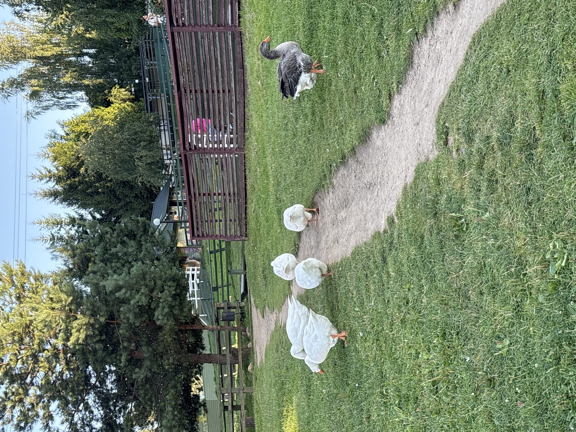 In Romashkovo, Russia, a dirt path meanders through a grassy area dotted with several geese. Five white geese are clustered together on the left side of the path, with one facing forward and its beak near the ground. To the right of the path, a single gray goose stands with its head turned to the left. In the background, a wooden fence runs horizontally across the scene, behind which are trees and a small building. The sky is clear and blue, indicating daytime.