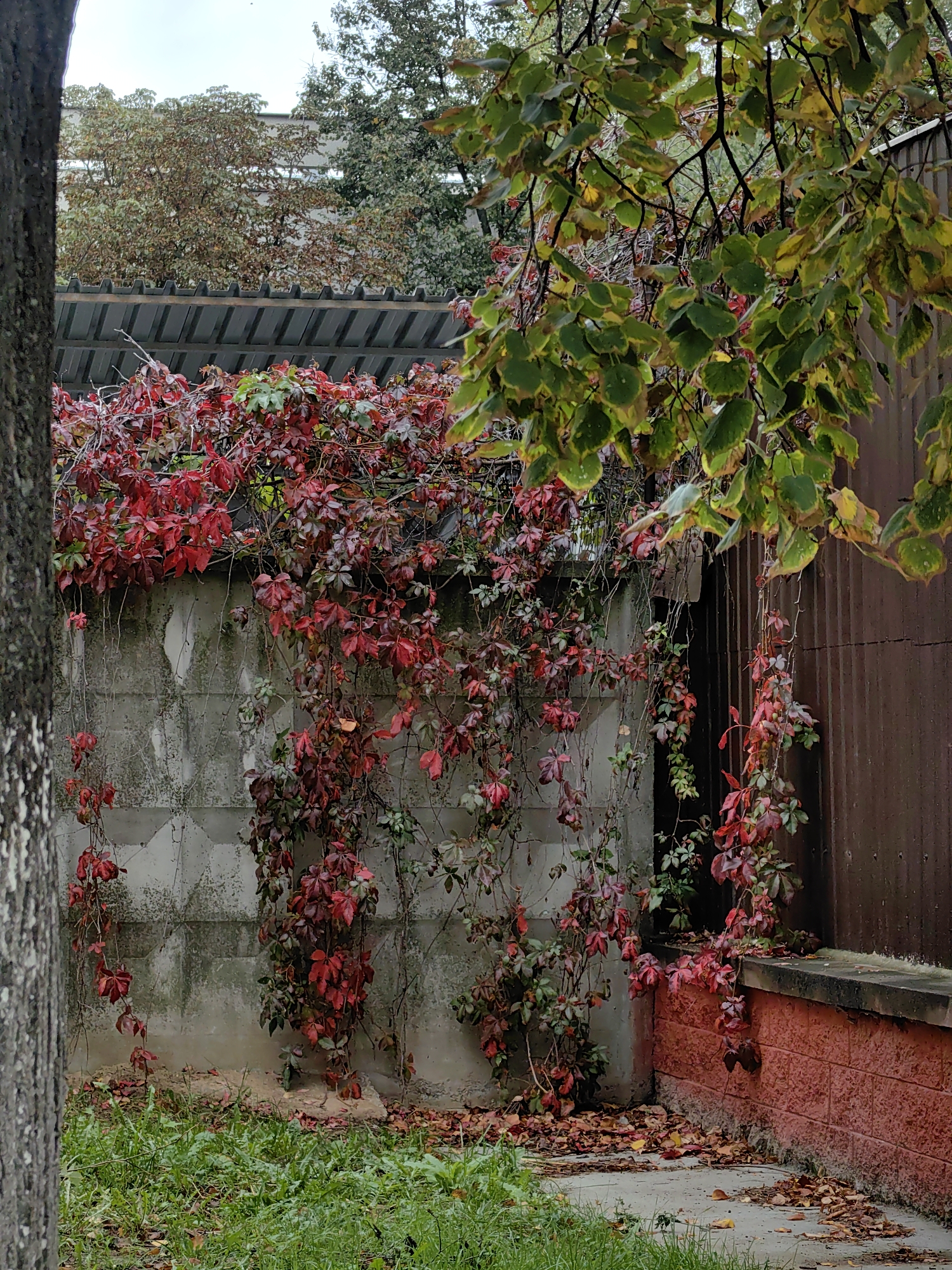 An autumn scene unfolds along a grey cinder block wall in Minsk, Belarus, overgrown with vines displaying a vibrant spectrum of red and green leaves. The wall, textured and weathered, is partially obscured by the dense foliage, with some leaves having already fallen to the ground, creating a scattered carpet of autumn color. To the right, a corrugated metal structure, appearing as a shed or outbuilding, stands beside the wall, its surface a muted brown. Above the wall, a dark, angular roofline is visible, possibly belonging to a building behind the wall. A thick tree trunk, positioned in the left foreground, adds a vertical element and a sense of depth to the composition. The ground is a mix of green grass, concrete, and fallen leaves, suggesting an outdoor urban setting. The sky, visible through the branches of a tree in the upper portion of the image, appears overcast.