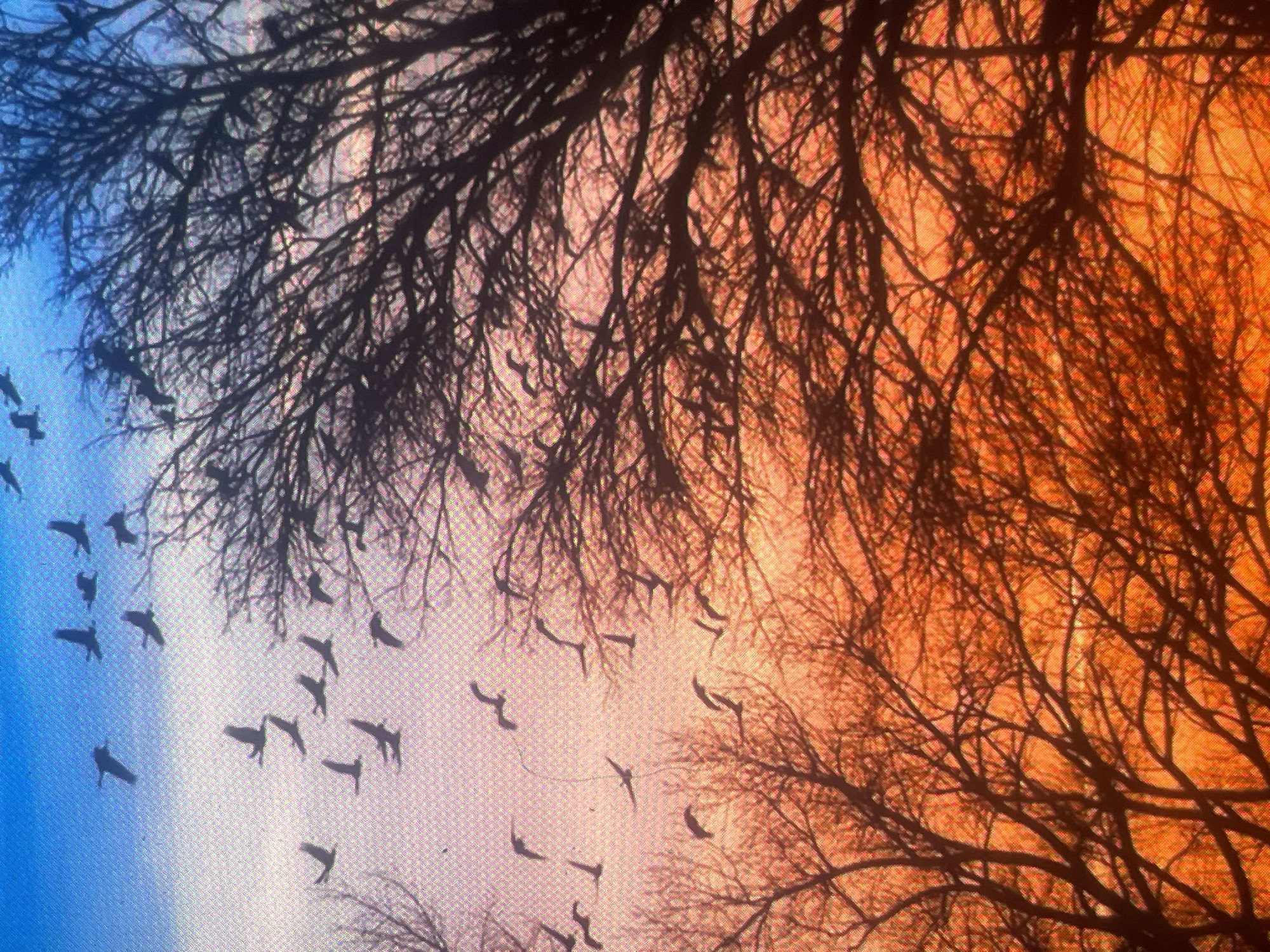 The image captures an outdoor scene at either sunrise or sunset, characterized by a sky displaying a striking color gradient. The upper portion is a vibrant blue, transitioning downwards through lighter blues and pinks in the mid-section, fading into intense oranges and deep reds towards the bottom of the frame. The visual texture across the sky exhibits characteristics consistent with digital pixelation or a moire pattern.
Numerous birds are visible as dark silhouettes against the illuminated sky, distributed throughout the upper and middle areas of the frame. They are depicted in various stages of flight, with outstretched wings, suggesting species such as waterfowl or larger birds, moving in dispersed groups.
The foreground and midground are dominated by the dense, intricate network of leafless deciduous tree branches, appearing as dark silhouettes against the bright sky. These gnarled branches extend from the bottom and sides of the frame, particularly dense on the right, forming a stark, natural barrier. No human subjects, man-made objects, or specific identifying landmarks are present within the image. The scene portrays a natural, possibly rural or forested environment. While the image does not provide explicit geographical identifiers, such natural landscapes are consistent with environments that could be found in areas such as Zelenyi Hai, Ukraine.