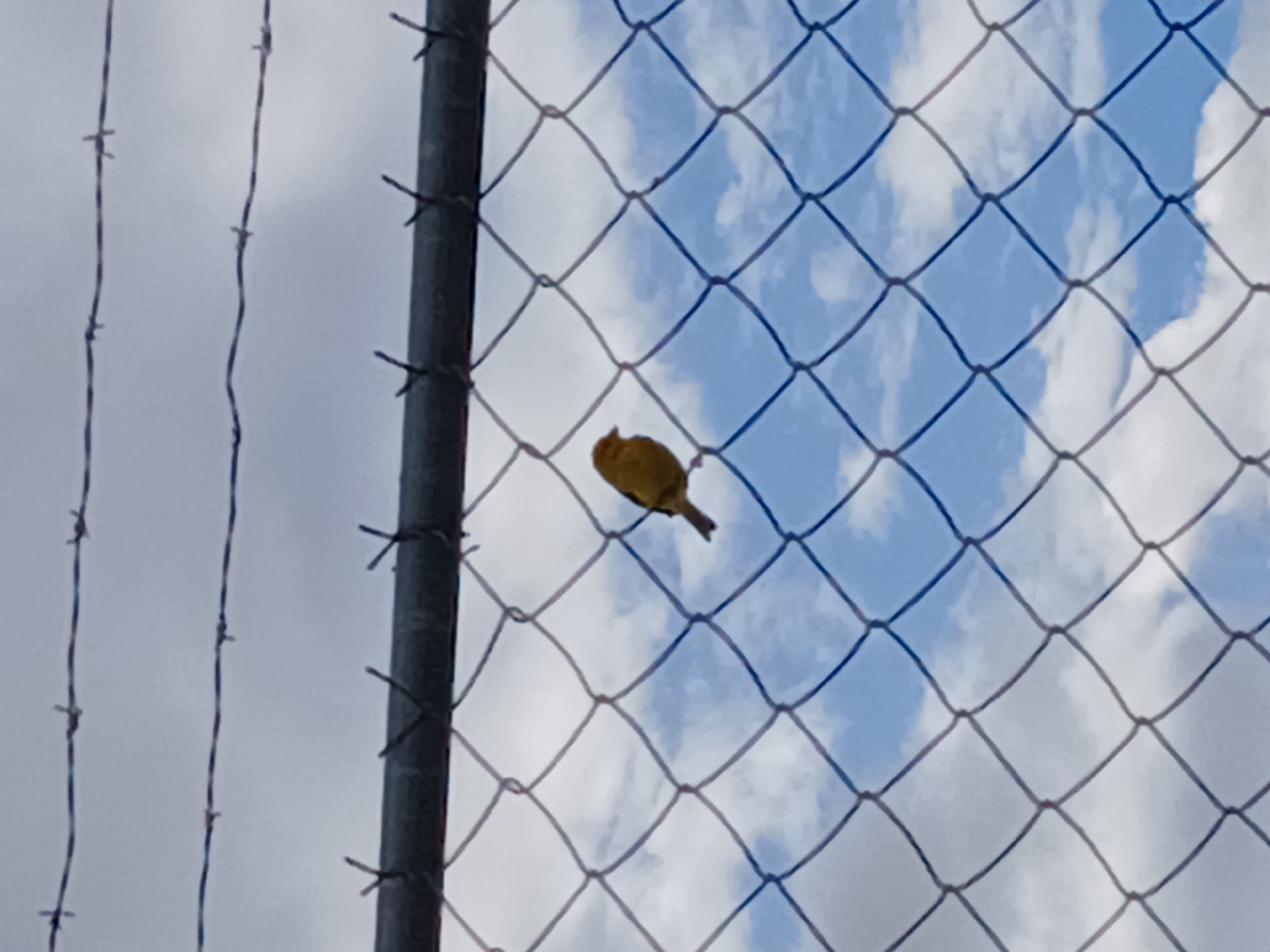 A yellow bird is perched on a chain-link fence. The background shows a cloudy sky with patches of blue. The fence is attached to a metal post on the left side of the frame, with strands of barbed wire visible beyond. The scene is observed in Ciudad Guayana, Venezuela.