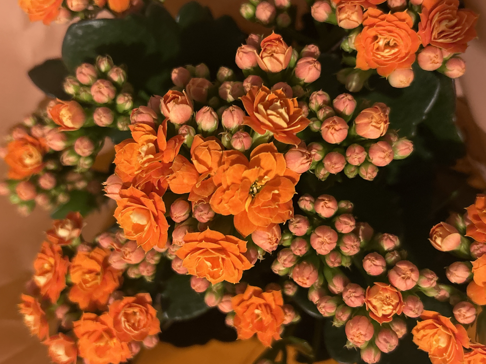 A high-angle, close-up shot of a vibrant orange Kalanchoe blossfeldiana plant. The plant features numerous small, tightly clustered buds and open flowers with multiple layers of petals. Green leaves are interspersed among the blooms. The background appears to be a warm, peachy color, likely a wall or surface reflecting light. The overall scene suggests an indoor setting. No people are visible in the image. There is no information about the location of the image, and the city of Strasbourg, France cannot be determined from the provided image.