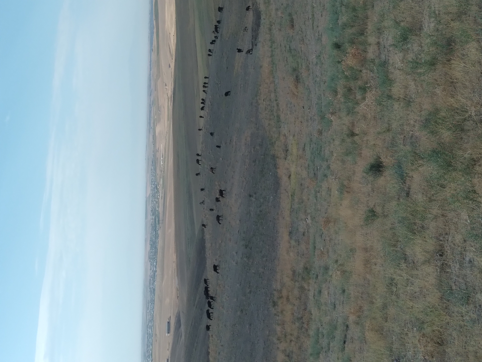 This image depicts a rural landscape near Aktepa, Uzbekistan. The foreground is a grassy hillside, with dry, yellowed grass interspersed with greener patches. The midground shows a barren, undulating terrain dotted with a herd of dark-colored animals, likely sheep, grazing on sparse vegetation. Some of these animals are clustered together, while others are more spread out. In the background, a town or city is visible on the horizon, with buildings appearing as small shapes against the flat, dusty landscape. The sky above is a clear, pale blue with a few faint clouds. The overall impression is one of an arid, open country with signs of human settlement in the distance.