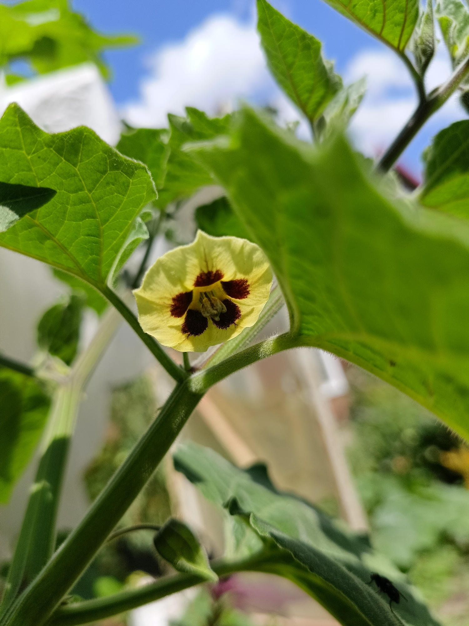 The image displays a close-up of a yellow flower with dark maroon markings at its center, possibly a Physalis. The flower is attached to a green stem covered in fine hairs, with large green leaves surrounding it. The background is blurred, showing a bright blue sky with white clouds, suggesting an outdoor setting. There is no indication of the location being in Lagovskoe, Russia. A small black insect is visible on a leaf in the lower right portion of the image.