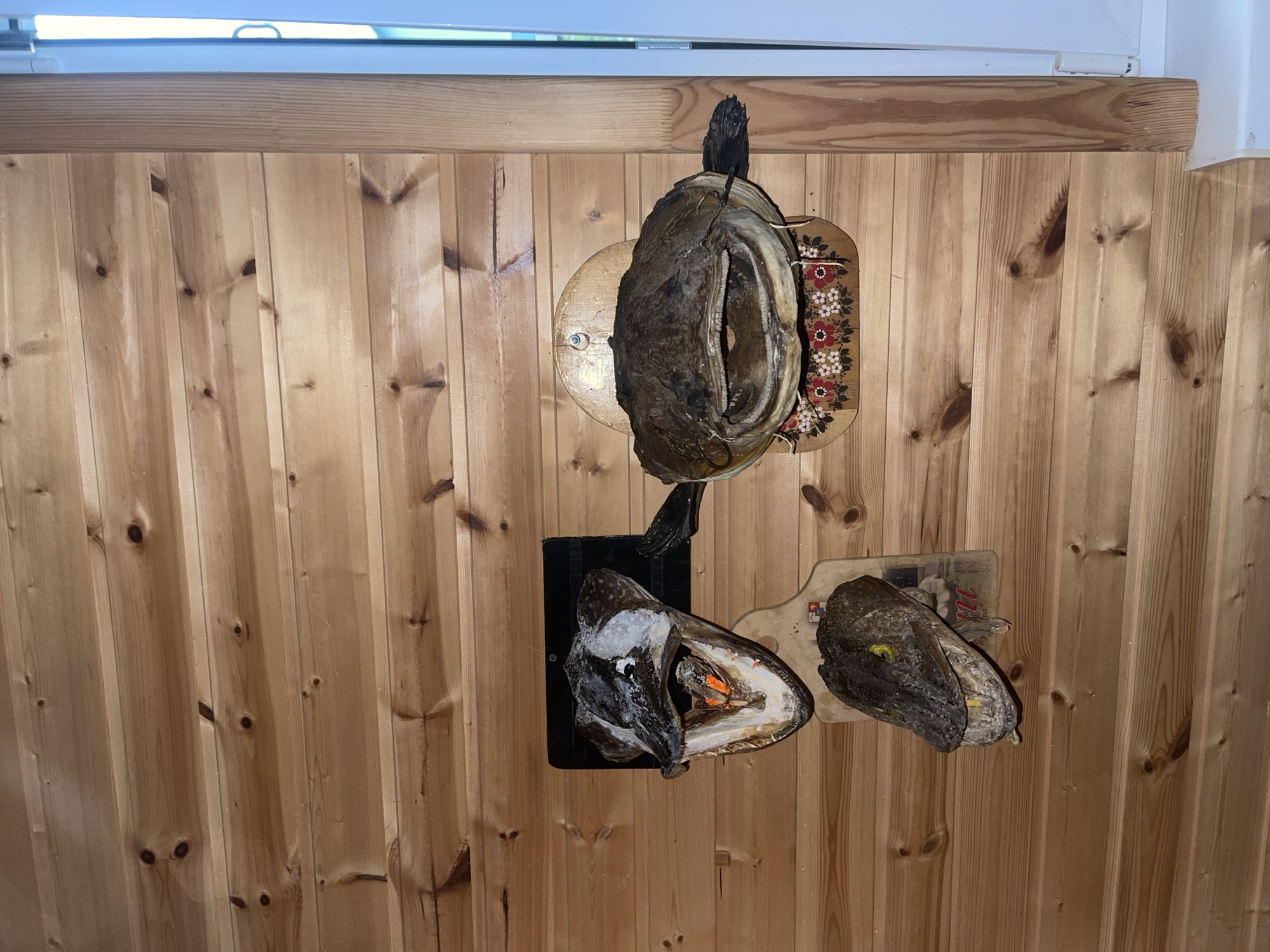 Three taxidermied fish heads are mounted on a wood-paneled wall. The largest fish head, a catfish, is centrally located, mounted on a circular wooden plaque decorated with a floral pattern. To the left and slightly above the catfish is a large pike head, open-mouthed, with its teeth visible. Below the pike head and to the left is a smaller fish head, also open-mouthed and with visible teeth. The wall appears to be made of horizontal wooden planks. A vertical wooden trim piece is visible on the right side of the image, adjacent to a white door frame and window. The scene is indoors. The image was taken in Krasnoye, Russia.