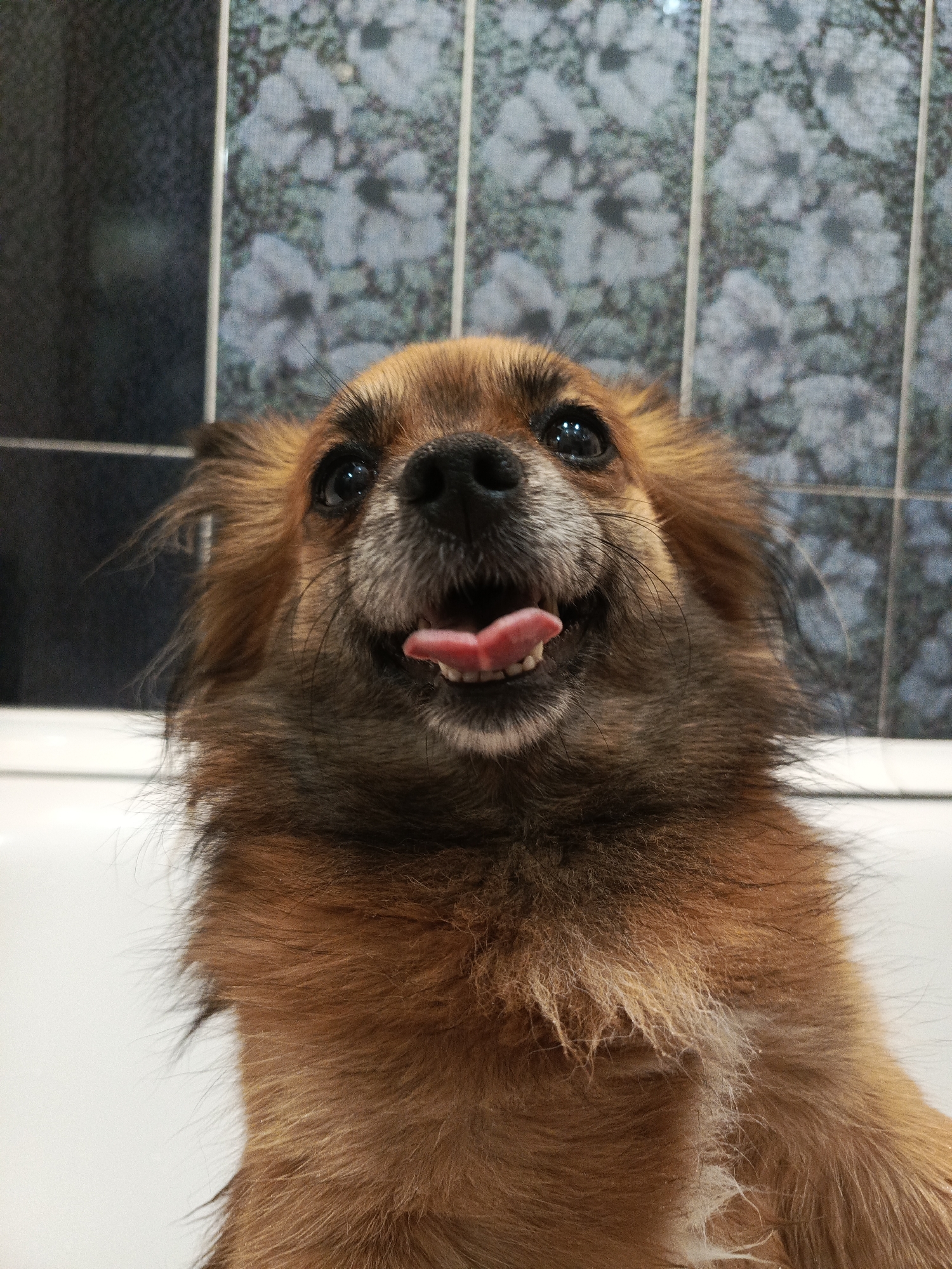 A close-up, high-angle shot depicts a medium-sized, long-haired, brown and black dog with its tongue sticking out. The dog's head and upper body are visible. The dog appears to be inside a tub, as a white surface is seen below it. The background consists of a wall covered with tiles featuring a floral pattern in muted blues and grays. There is no visible evidence to confirm the location in Chaikovsky, Russia. No people are visible.