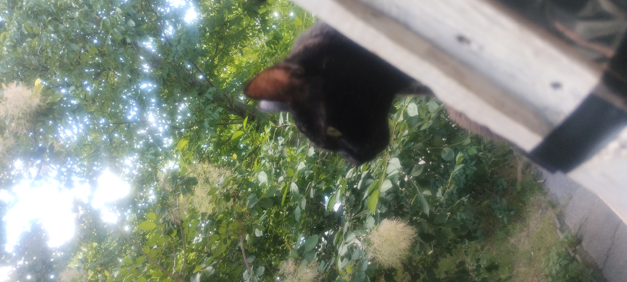 In this media file, a black cat is the central subject, partially visible from its head and ears, peering over a light-colored wooden structure. The cat has green eyes that are visible. The setting is outdoors, with lush green foliage and trees filling the background. Sunlight filters through the leaves, creating bright highlights and a dappled effect. The leaves appear to be from a tree with feathery, light-colored blossoms. The wooden structure suggests an outdoor seating area or platform, possibly a porch or fence. The overall impression is one of a peaceful, sunny day in a natural environment. The time of day appears to be daytime, indicated by the bright sunlight. There is no visible text. The location context provided is Zaporizhzhia, Ukraine.