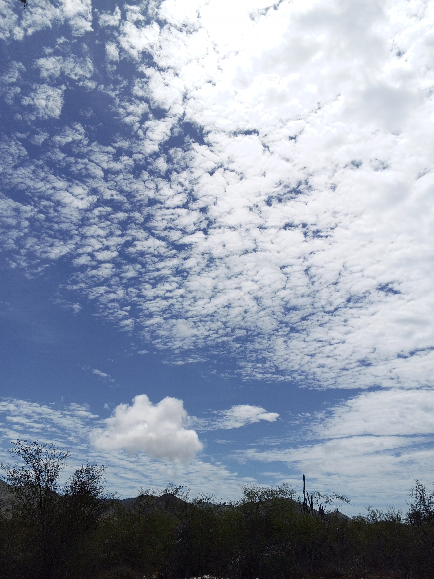 The image captures a broad, daytime sky filled with a mix of stratocumulus and cumulus clouds, transitioning from a dense, textured cloud layer at the top to more scattered formations towards the lower portion of the frame. Below the sky, a dark silhouette of dense vegetation, possibly scrub or low trees, stretches across the bottom of the image. A few taller, unidentified structures, possibly cacti or dead trees, punctuate the skyline within the vegetation. The location appears to be a rural or arid environment. Specific city and people information is unavailable.