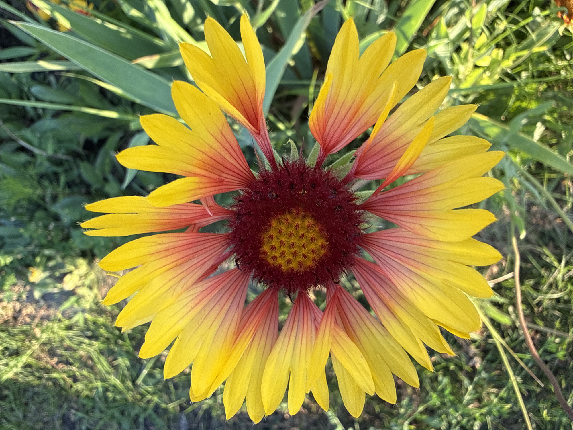 A single, vibrant flower, likely a Gaillardia or Indian blanket, dominates the frame from a close-up, top-down perspective. Its ray florets display a striking gradient, transitioning from a deep crimson at the center to bright yellow at the tips, with pink hues in between. The central disc is a tightly packed cluster of tiny, fuzzy, dark red structures, with hints of yellow pollen. The flower is surrounded by a soft-focus background of green foliage, appearing to be grass and other plants, suggesting an outdoor, natural setting. The lighting indicates a sunny day, casting subtle shadows and highlighting the flower's textures. The image's composition, focus, and detail suggest it was taken in Otradny, Russia, in a park or garden environment. There are no people or specific urban landmarks visible.