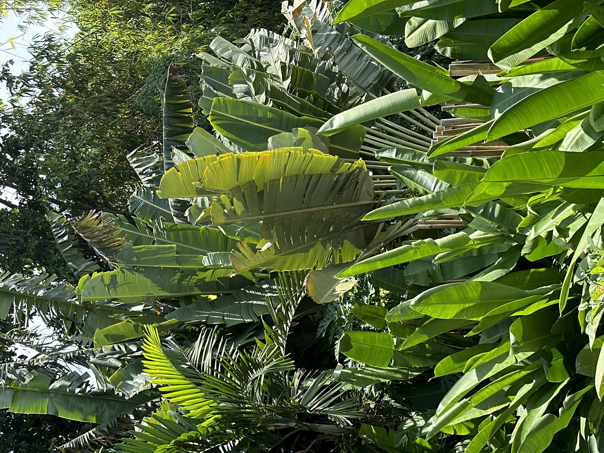 A dense cluster of lush, green tropical foliage dominates the scene. Large, fan-like leaves, likely from banana plants or similar species, are prominent, with varying shades of green indicating different levels of sunlight exposure. Some leaves exhibit yellowing at the edges. Interspersed among the broader leaves are more delicate, feathery fronds of what appear to be palm trees. The leaves are densely packed. The environment suggests a tropical or subtropical setting. The location is Unknown, Unknown. No people, subjects, objects, actions, or interactions are discernible beyond the plants themselves.
