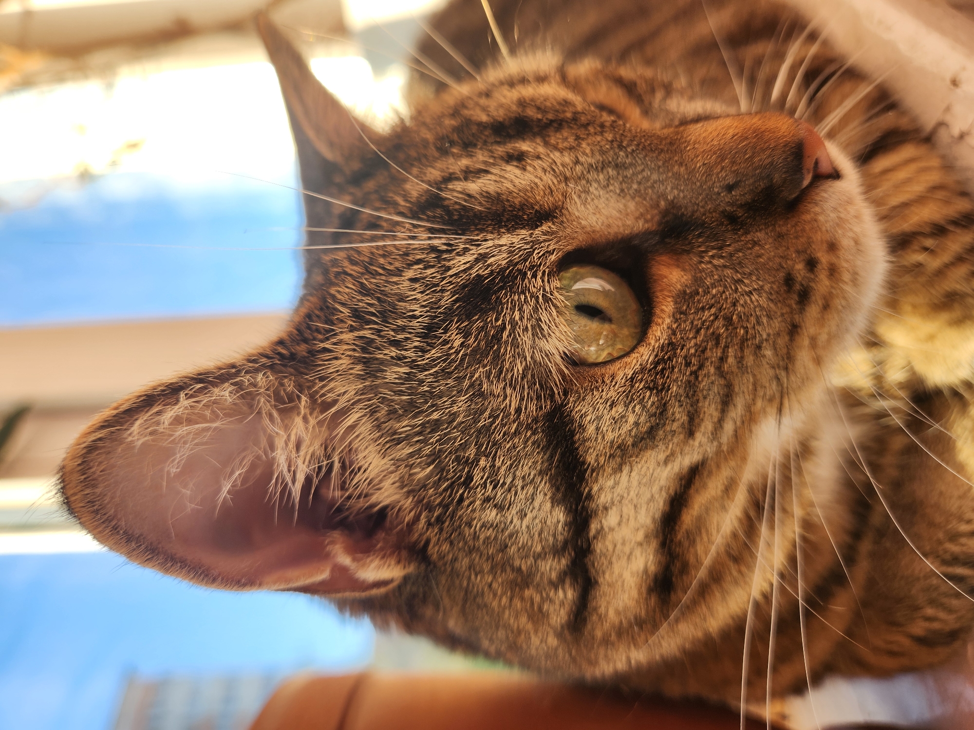 This is a close-up, low-angle, eye-level shot of a tabby cat's face. The cat's fur is a mix of brown, black, and tan stripes. Its left eye, a light green with a black pupil, is in sharp focus, while the rest of its face, including its nose and right eye, is slightly blurred. Long, white whiskers fan out from the cat's muzzle. The cat's left ear is also visible, with a pinkish interior and fine hairs.
The background is out of focus, but appears to be a bright, sunny outdoor scene with a clear blue sky and some hazy white clouds. There are also some blurred brown and white shapes in the background, possibly suggesting a window frame or a building. The lighting suggests it is daytime, likely mid-morning or afternoon, with bright sunlight illuminating the scene. The cat's gaze is directed upwards, giving it a curious or inquisitive expression. The image appears to have been taken in Vniissok, Russia, though there are no explicit text or location cues within the image itself. No people or text are visible.