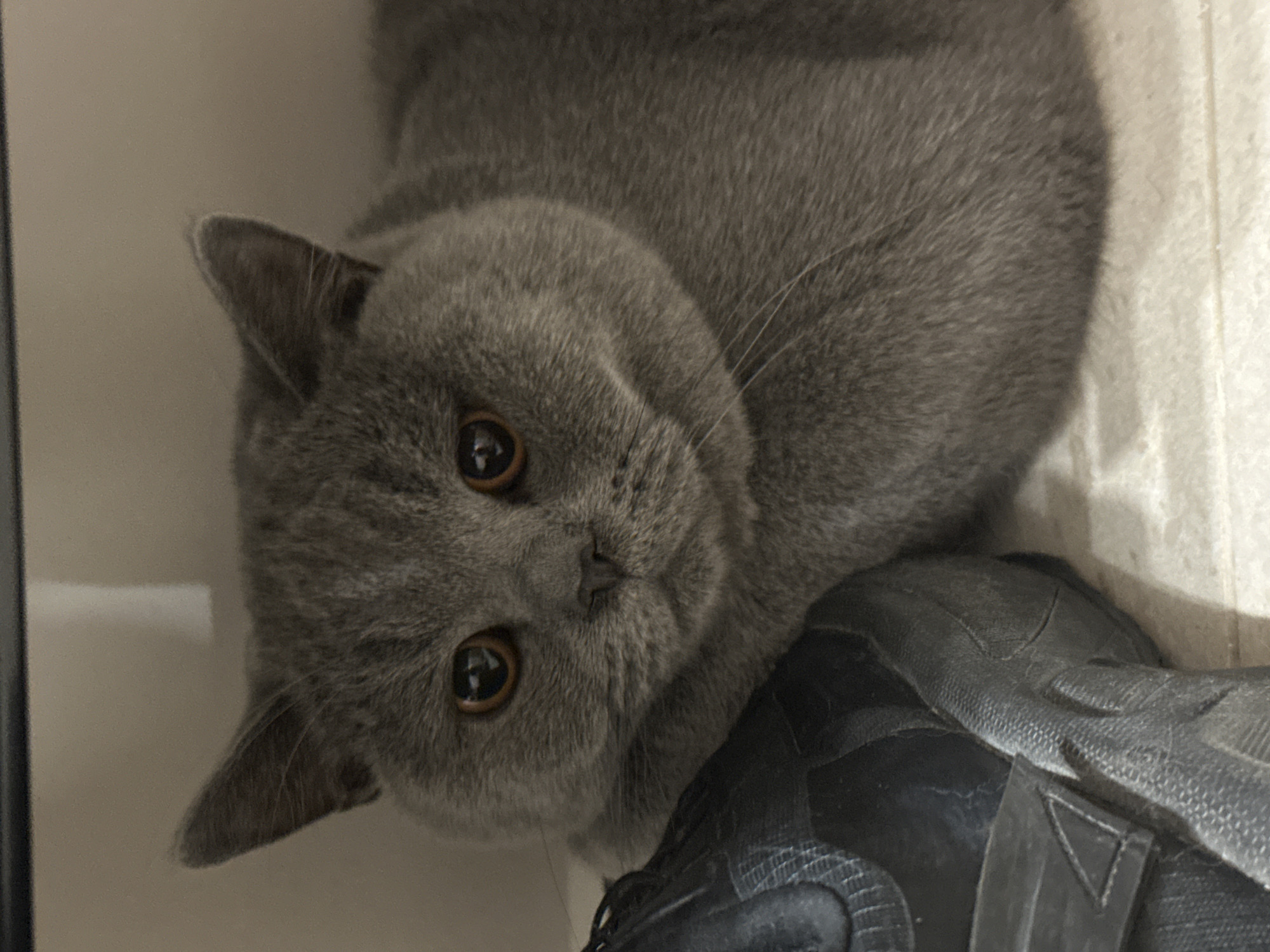 A close-up, eye-level shot shows a grey cat resting on a light-colored surface next to a black shoe. The cat's face is centered in the frame, with its large, copper-colored eyes looking directly at the camera. Its ears are perked slightly upwards, and its mouth is closed in a neutral expression. The cat's fur is short and appears to be of a uniform grey color. The black shoe is positioned to the left of the cat, with its textured surface and laces visible. The background is a neutral, light beige color, suggesting an indoor environment.