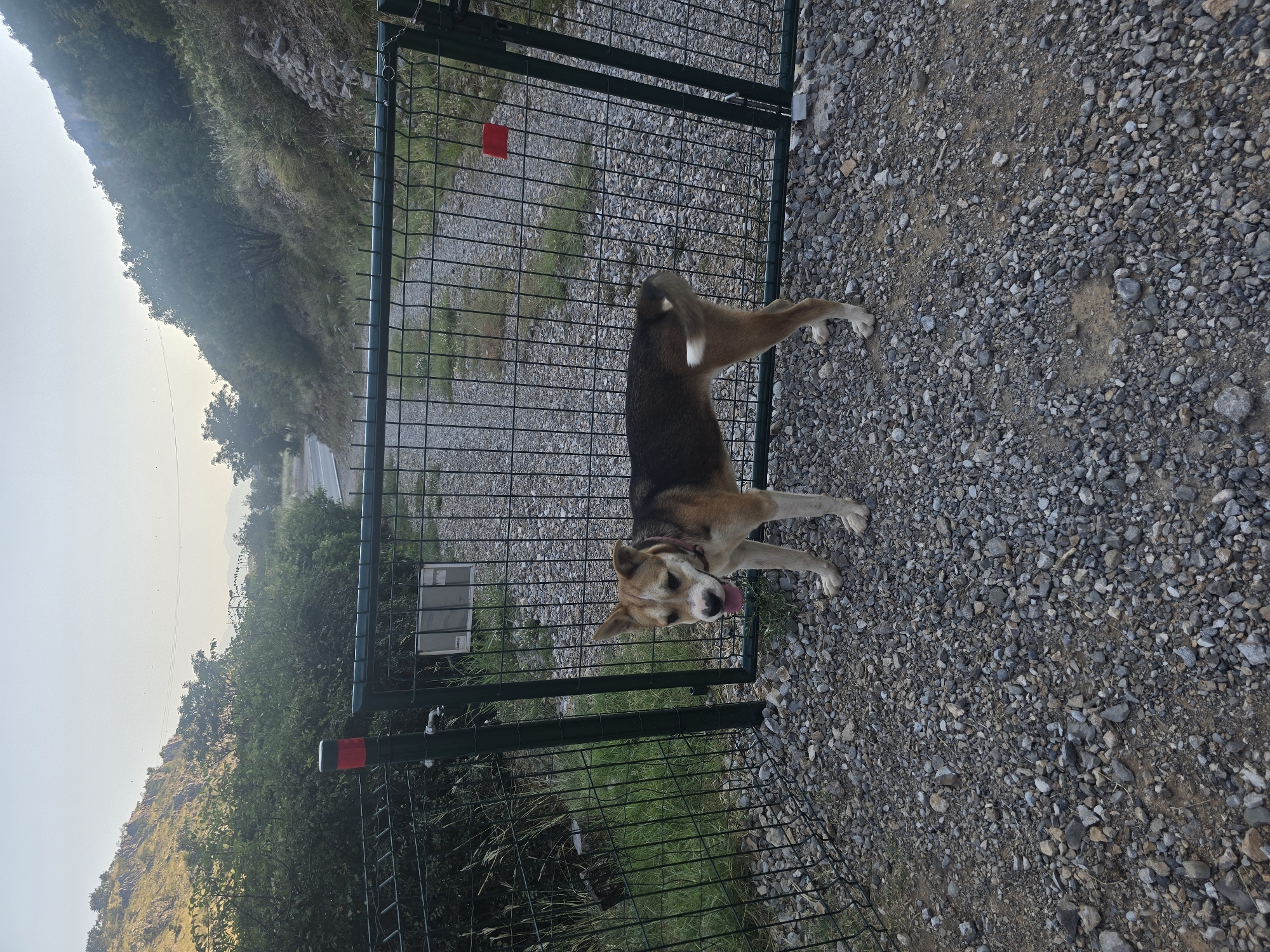 A medium-sized dog, brown and white with pointed ears and its tongue out, stands on a gravel-covered ground in front of a green metal fence. The fence has a gate that is partially open. Behind the fence, a gravel path leads away into a landscape with trees and hills under a clear sky. The scene appears to be in a rural or semi-rural area, possibly on the outskirts of Podgorica, Montenegro, given the natural terrain and the style of fencing often found in such locations in the region. There are no people visible in the image.