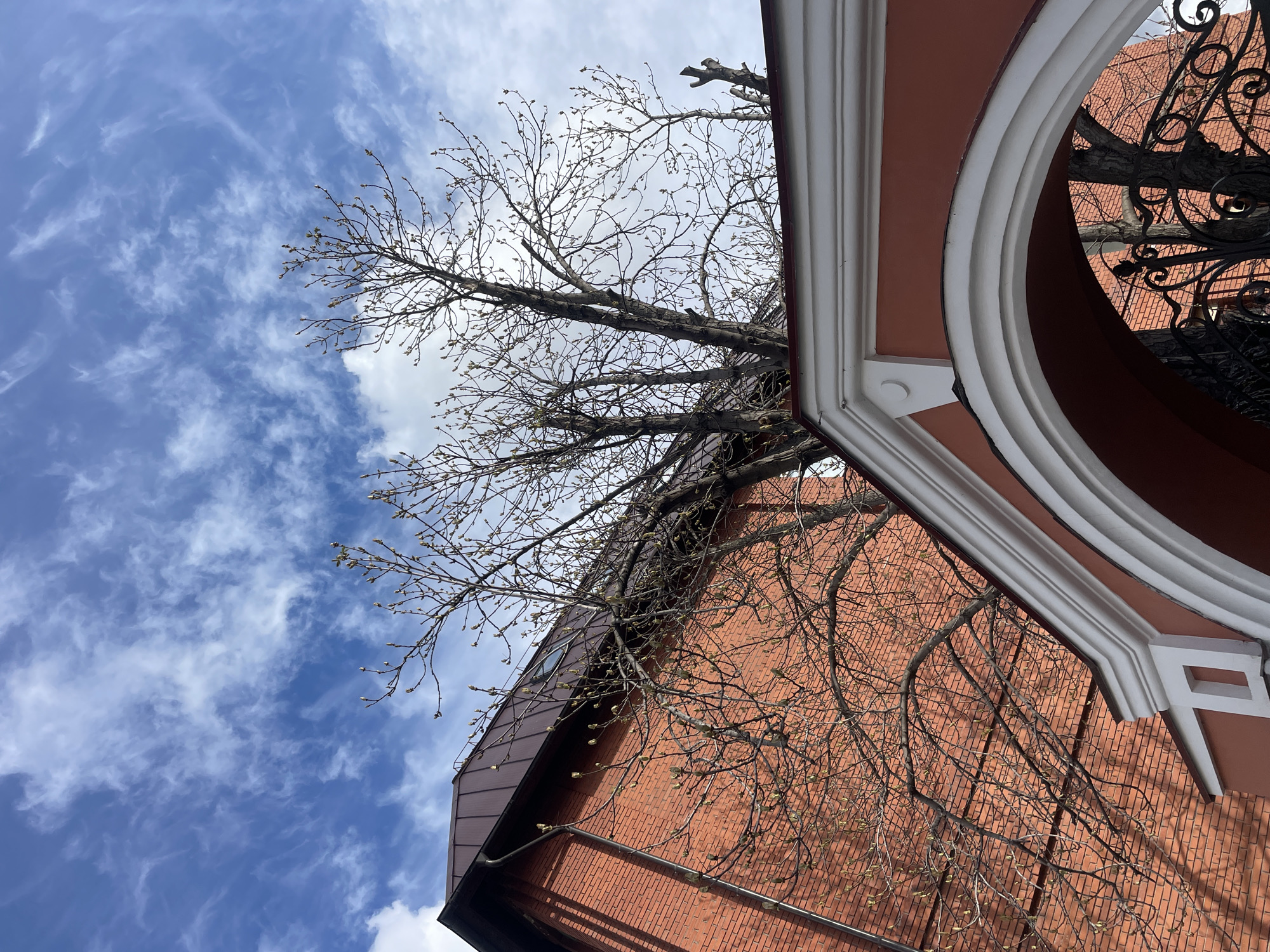An upward-angled outdoor shot captures a brick building and a large tree against a bright blue sky, suggesting an urban or suburban setting in Kazan, Russia. The perspective is from below, looking towards the sky and the upper parts of the structures.
The sky, occupying the upper and left portions of the image, is a vibrant blue dotted with delicate, wispy white clouds, indicating fair weather and bright sunlight.
A large, deciduous tree dominates the central and upper-left areas. Its extensive network of bare branches is covered with numerous small, light-green buds, signaling the arrival of early spring. The tree's branches extend into the sky and partially obscure the building.
The building, made of reddish-brown brick, runs along the right and lower edges of the frame. Its roof, a darker reddish-brown color, slopes upwards towards the left. A prominent architectural feature on the right side of the building is a large, semicircular archway or circular window opening, framed with distinctive white molding. Inside this archway, a section of ornate black wrought iron work, possibly part of a railing or gate, is visible, through which more brick wall and tree branches can be seen. Another small, dark circular window is subtly visible higher up on the building's facade on the left. A dark gutter system is visible along the lower edge of the brick wall. No people or visible text are present in the image.