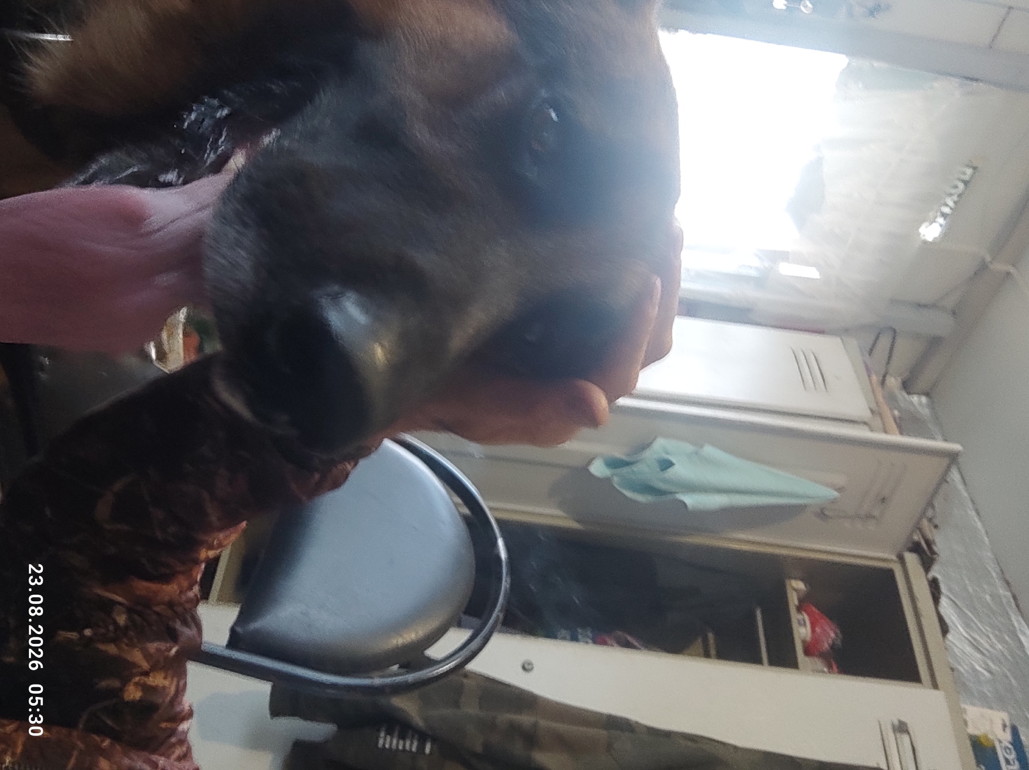 The image depicts a close-up view of a person's hand petting a dog's head. The dog's tongue is partially visible, hanging out. In the background, a locker room is visible, with open lockers containing various items. A blue towel hangs from one of the lockers. The lighting in the room appears to be artificial, with a bright light source coming from the left. A timestamp in the lower right corner of the image reads "23.08.2026 05:30". The location is identified as Kostroma, Russia, although no specific landmarks or indicators of this location are visible in the image itself. The scene appears to be an indoor setting, possibly a gymnasium or a dormitory, given the presence of lockers.