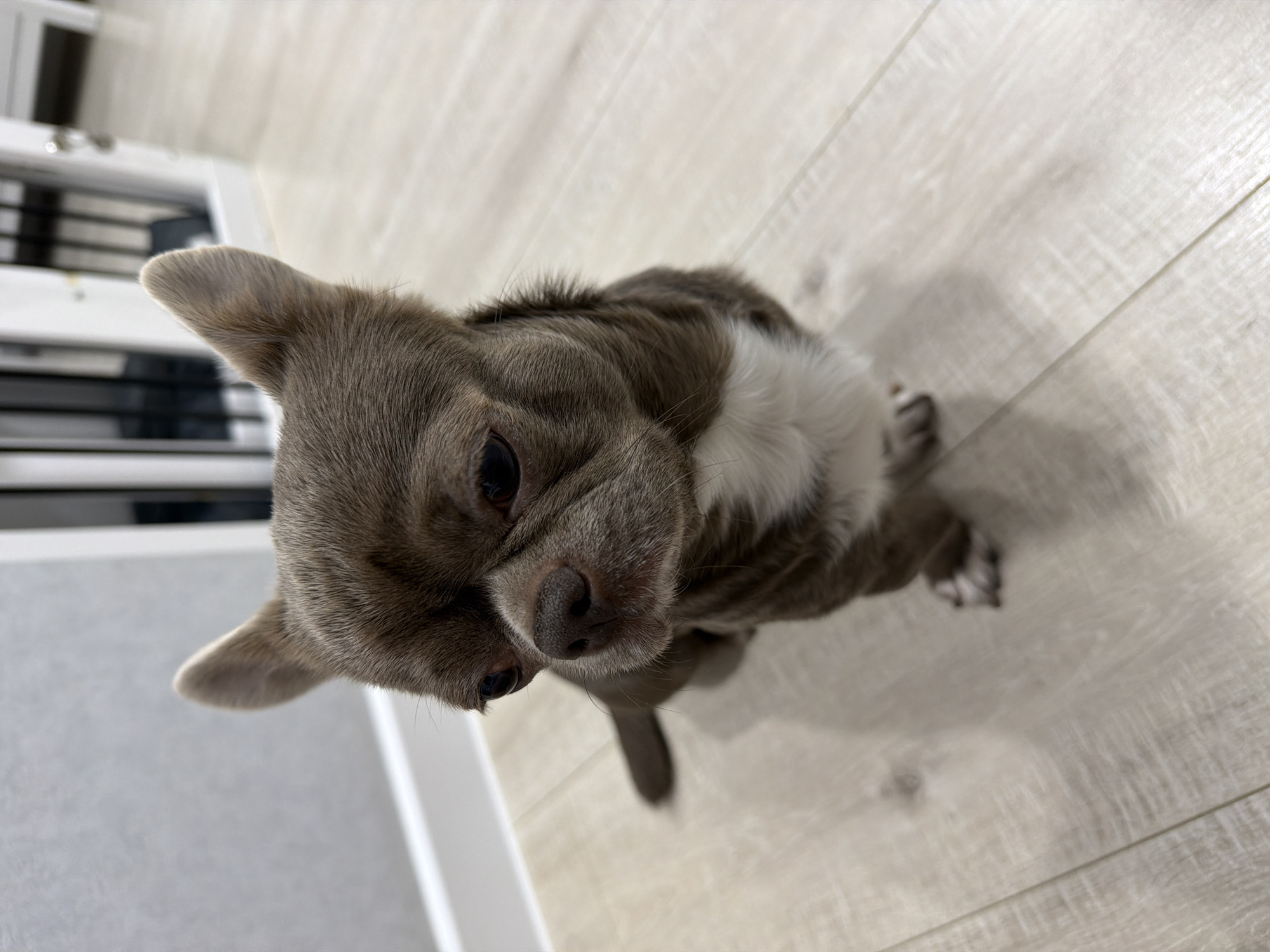 A close-up, high-angle shot shows a gray and white chihuahua standing on a light-colored wood-look floor. The dog is looking directly at the camera with its large, dark eyes. The floor has a plank pattern with subtle wood grain details. A white baseboard is visible along the left edge, with a partially visible white cabinet behind it. The location of the image is not identifiable as Votkinsk, Russia.