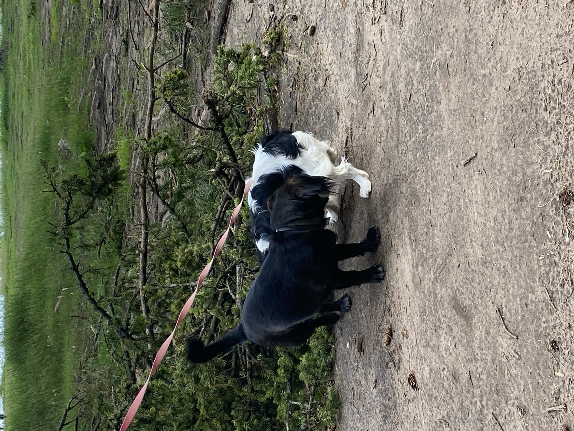 The image shows two dogs, one black and one black and white, interacting amidst fallen branches and greenery. The ground is dirt and the background consists of grass and more vegetation. A pink leash is visible, attached to the black dog. The scene appears to be outdoors in a natural or semi-natural area, possibly a park or wooded area. There are no visible structures or urban elements that would suggest a specific location within Votkinsk, Russia.
