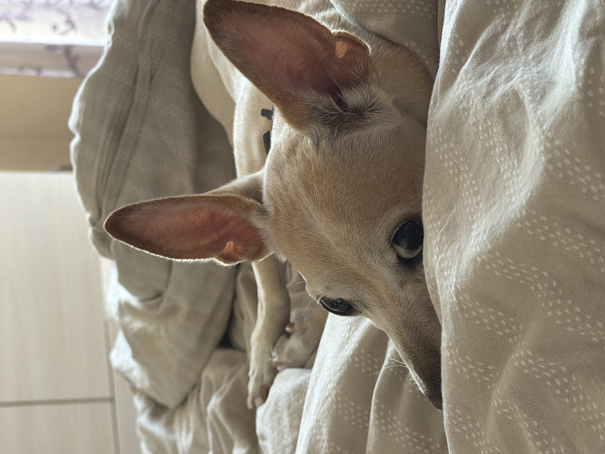 A small, light-colored dog with large ears is lying on a bed covered in tan linens with a subtle white pattern. The dog's head is resting on the blanket, with its eyes open and looking towards the camera. Its nose and mouth are partially obscured by the fabric. One of its paws is visible in the background, extended across the bed. The scene is indoors, with soft natural light illuminating the dog and the bedding. The background is blurred, suggesting a domestic setting. There is no indication of the city of Plovdiv, Bulgaria.