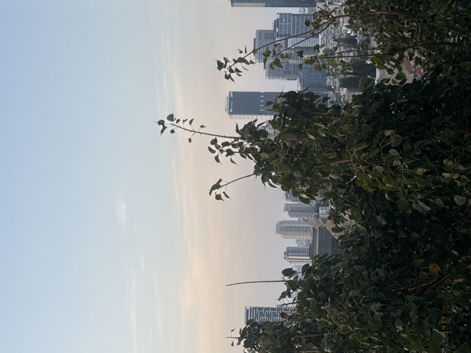 The image shows a cityscape in Ramat Gan, Israel, partially obscured by foliage from trees in the foreground. Several mid-rise and high-rise buildings are visible through gaps in the branches and leaves. The sky is a light blue, possibly indicating early morning or late afternoon light. No people are visible in the frame.