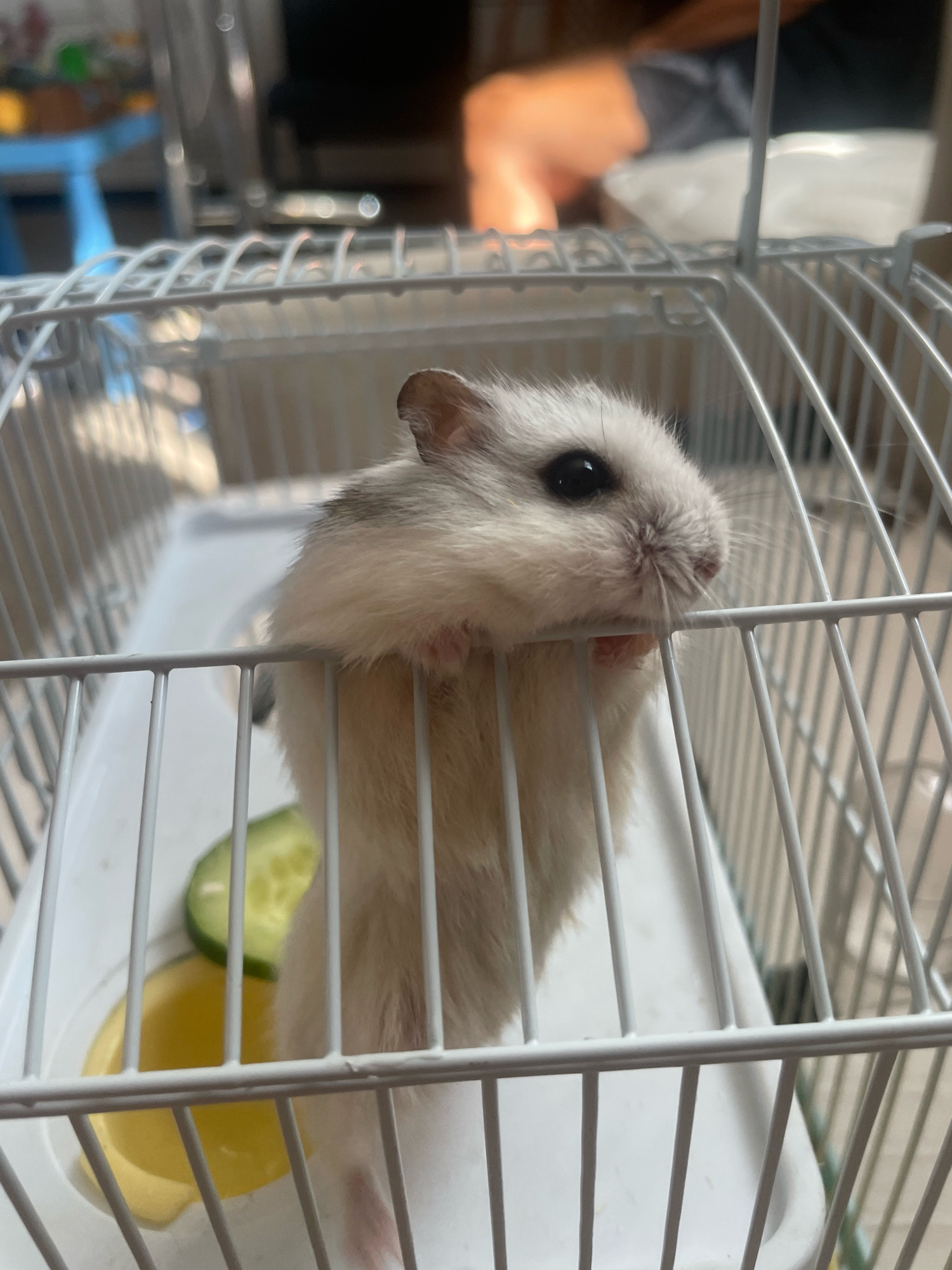A light-colored hamster with dark eyes and gray markings on its back is perched on the bars of a white wire cage, its front paws gripping the horizontal bars. The hamster's head is turned to the right, facing away from the camera. Inside the cage, there is a slice of cucumber on top of a yellow dish. The background is blurred but appears to be an indoor setting with furniture and possibly a person. The scene does not contain any information or context that would allow for its location to be identified as Baranovka, Russia.