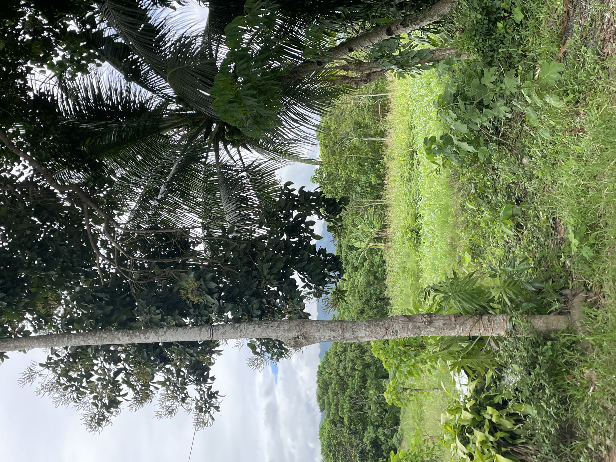 The image depicts a rural scene in Hijo, Philippines. The foreground features a variety of vegetation, including trees with dense foliage and a coconut palm. A grassy field and other plant life fill the midground. In the background, there are more trees and the sky. The sky is overcast.