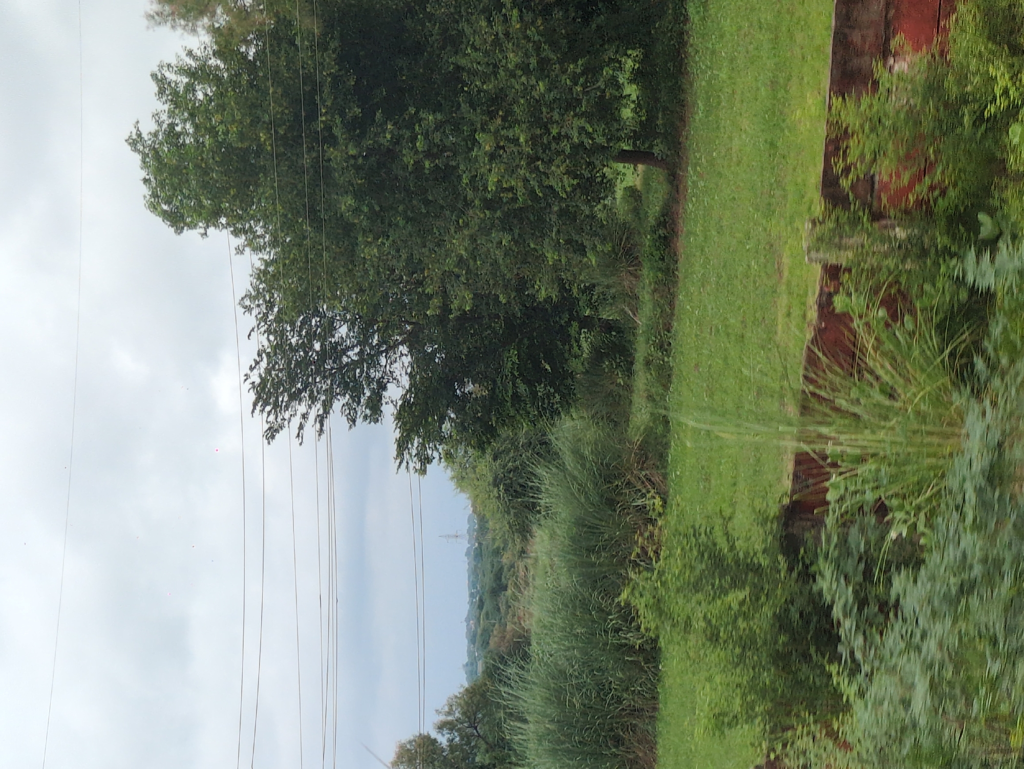 The image captures an outdoor scene, likely in Barari, India, characterized by lush greenery and a cloudy sky. Dominating the landscape are several large trees with dense foliage, interspersed with tall grasses and smaller shrubs. A low, reddish-brown wall or embankment runs along the bottom of the frame, partially obscured by vegetation. In the distance, power lines and a distant transmission tower are visible against the overcast sky, suggesting an urban or semi-urban fringe environment. There are no people or animals present in the image. The overall impression is one of a natural, somewhat unkempt landscape under a muted sky.