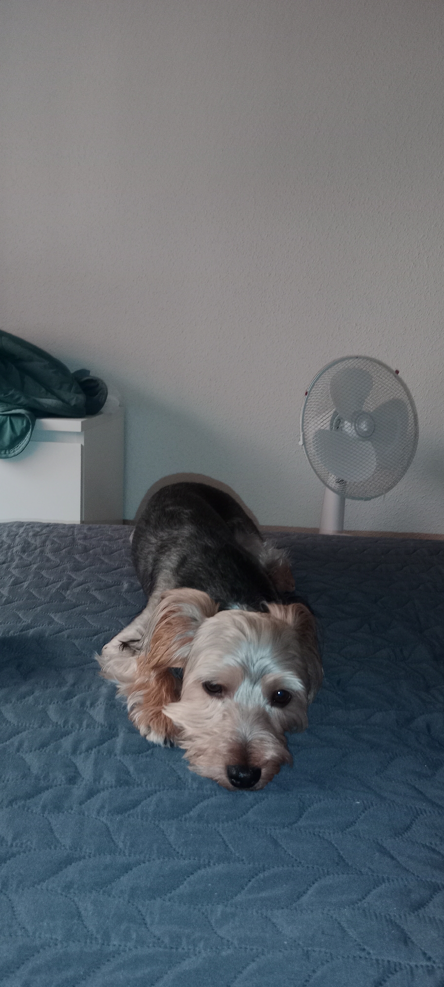 An indoor shot depicts a small, light brown and grey dog lying on a blue quilted comforter. The dog is facing forward, with its head resting on its paws. Its fur is shaggy, and its eyes are dark and watchful. The background is out of focus but appears to be a white wall and a desk with a green bag on it. To the right, a white electric fan with a circular grill is visible. The lighting is dim, casting a shadow on the wall behind the fan. The image was taken in the city of Galapagar, Spain.
