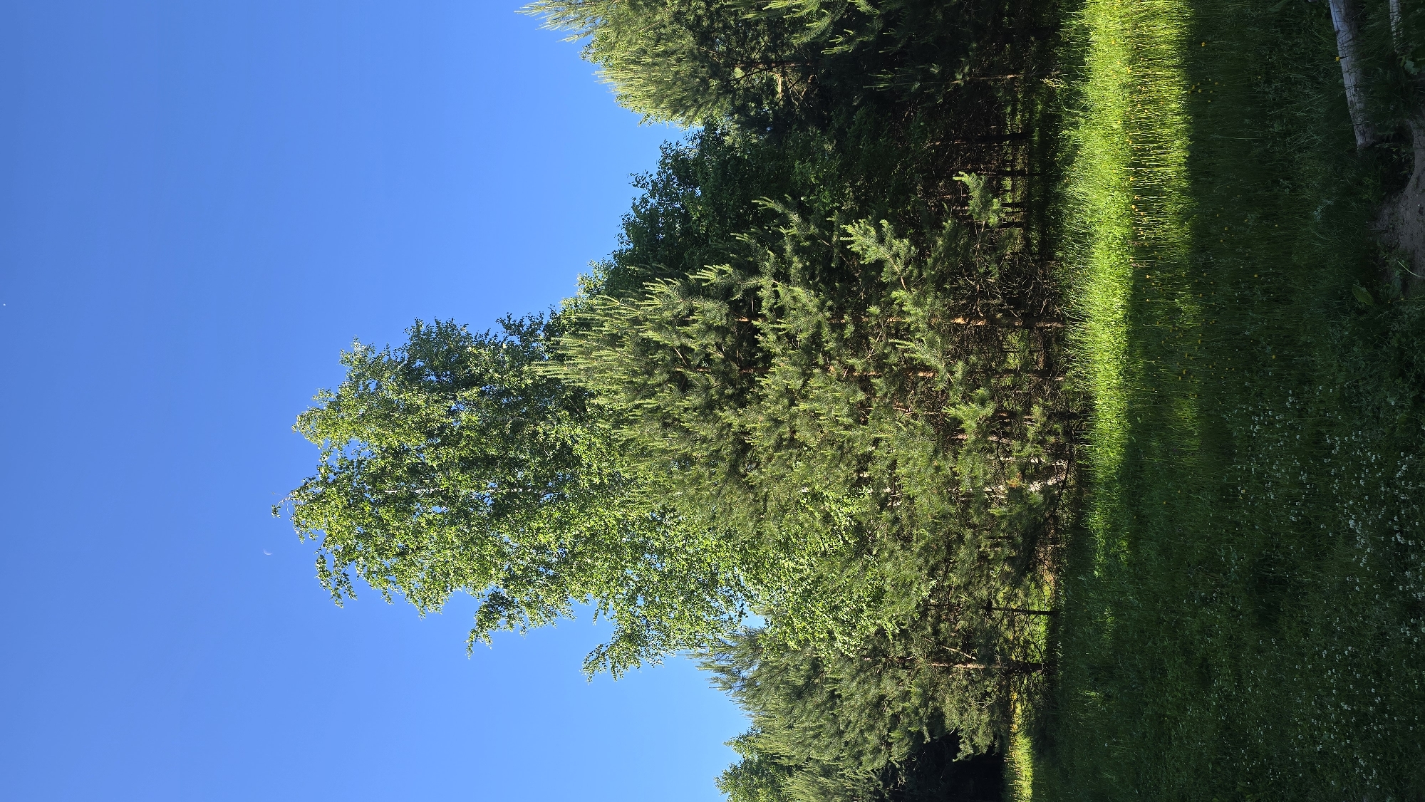 The image depicts a natural landscape with a clear blue sky and a dense forest. In the foreground, a patch of grass is visible, casting shadows from the trees. The forest consists of various types of trees, including pine and deciduous varieties. The overall impression is one of a serene and natural environment. Based on the geographical context provided, this scene is located in the city of Chaikovsky, Russia, a region known for its natural beauty and extensive forest areas.