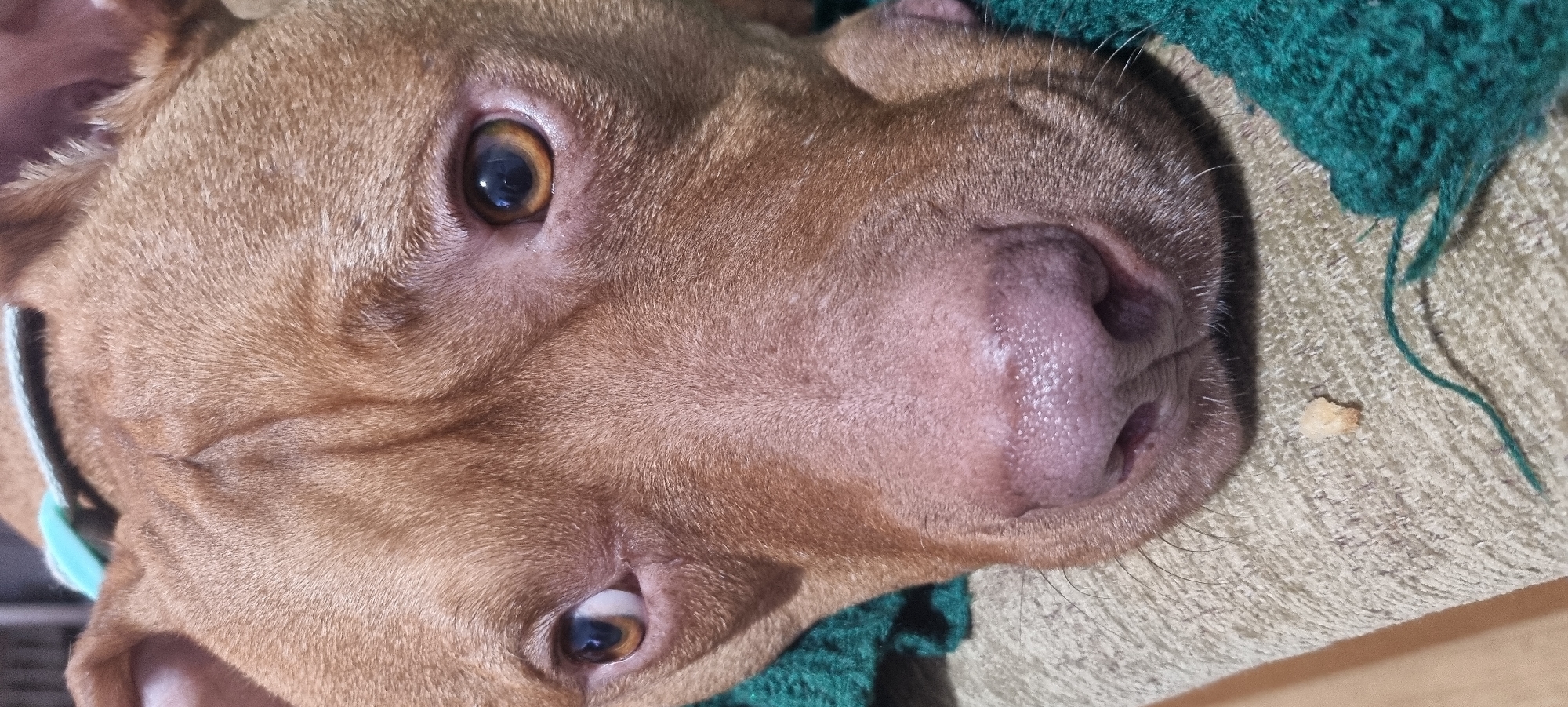 A close-up, high-angle portrait captures the head of a reddish-brown, short-haired dog, possibly a Pitbull-type breed, resting indoors in Sofia, Bulgaria. The dog's head is tilted, and its amber-brown eyes are open and directly engaging with the viewer, conveying alertness and curiosity. Its short fur shows subtle variations in light and shadow. A light blue or turquoise collar is visible on the left side of its neck. The dog is resting on a textured, light beige or off-white blanket or rug. To the right of the dog's head, a chunky, dark green knitted item, possibly another blanket or piece of clothing, is partially visible. A small, light-colored crumb, resembling a piece of food, is present on the beige textile near the dog's nose. The lighting is soft and even, indicating an indoor environment. No text is visible in the image.