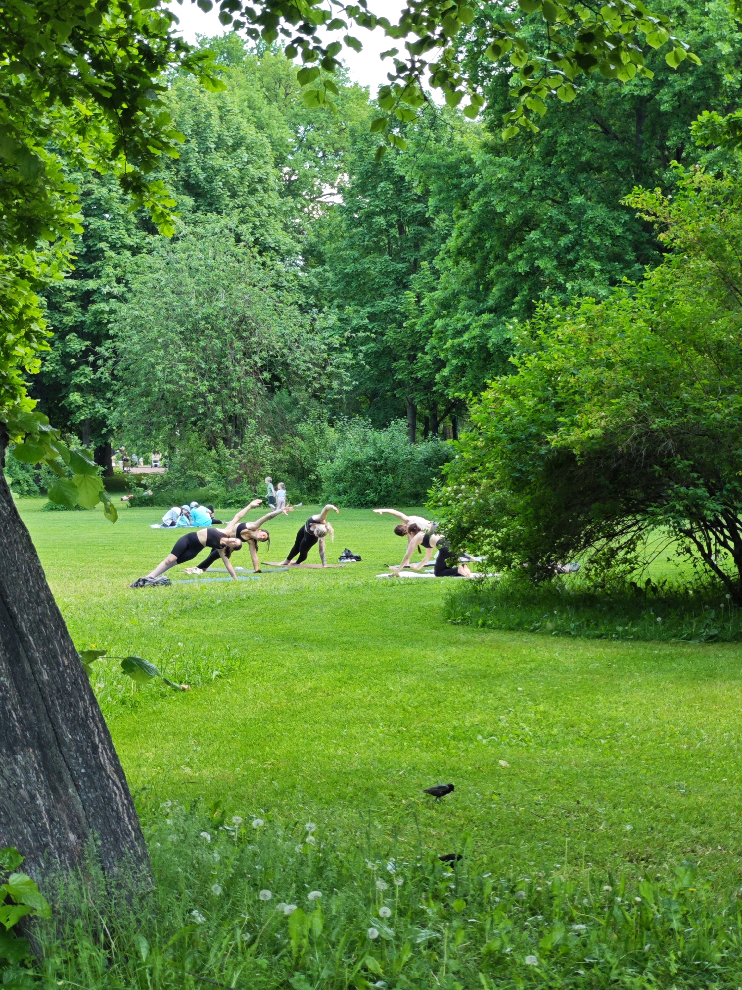 The image depicts a group of people practicing yoga on a grassy lawn in a park. Several individuals are in various yoga poses, some on mats, while others are seated or lying down in the background. The park setting is lush with green trees and foliage surrounding the open space. The activity appears to be a group yoga class.