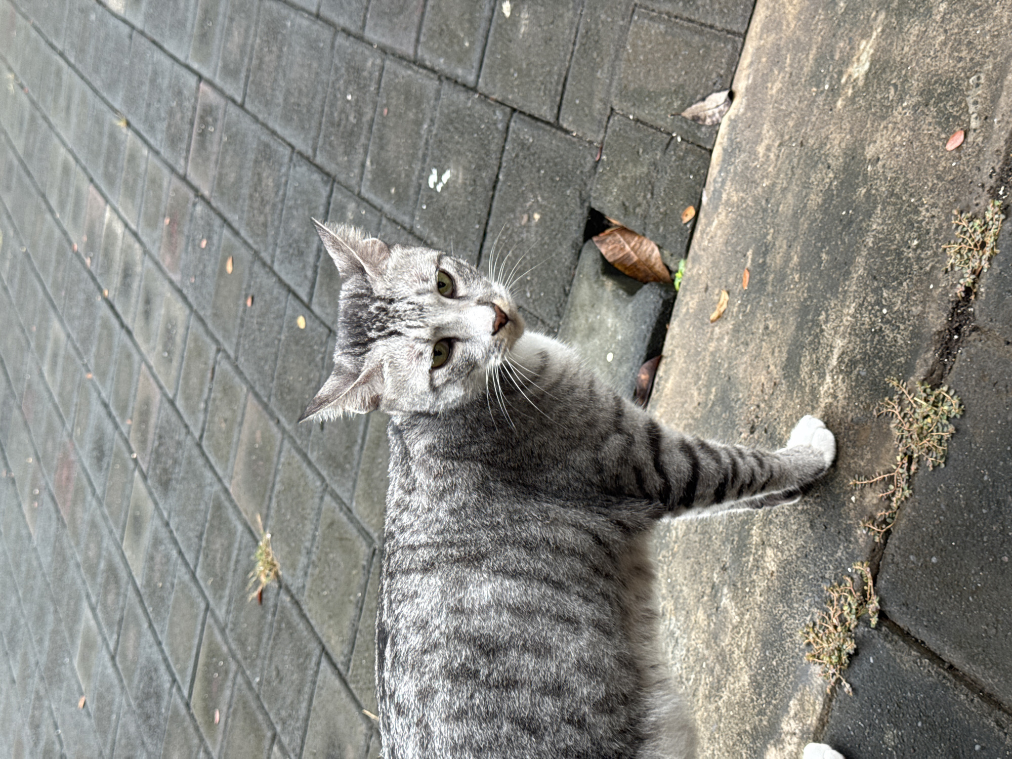 A medium-sized tabby cat is the central subject of the image, captured from an elevated perspective looking down. The cat has striking grey and silver striped fur across its body, head, and tail, with a lighter underside. Its eyes are a light green, and prominent white whiskers fan out from its nose. The cat's head is tilted slightly, and it is looking directly upwards towards the camera with an alert and curious expression.
The setting appears to be an outdoor urban or semi-urban environment. The cat is positioned on a dark grey paved surface, likely a sidewalk or patio, consisting of rectangular blocks laid in a diagonal pattern. To the right of the cat, the paving transitions into a darker, textured concrete or cement strip. Scattered on both surfaces are several dry brown leaves, and small patches of green weeds grow in the cracks of the concrete.
The activity shows the cat pausing to look at something or someone above it. The lighting suggests it is daytime, with soft, ambient light illuminating the scene without harsh shadows. There is no visible text in the image. The overall impression is that of a stray or domestic cat encountering a passerby in an outdoor area of Kuta Selatan, Indonesia.