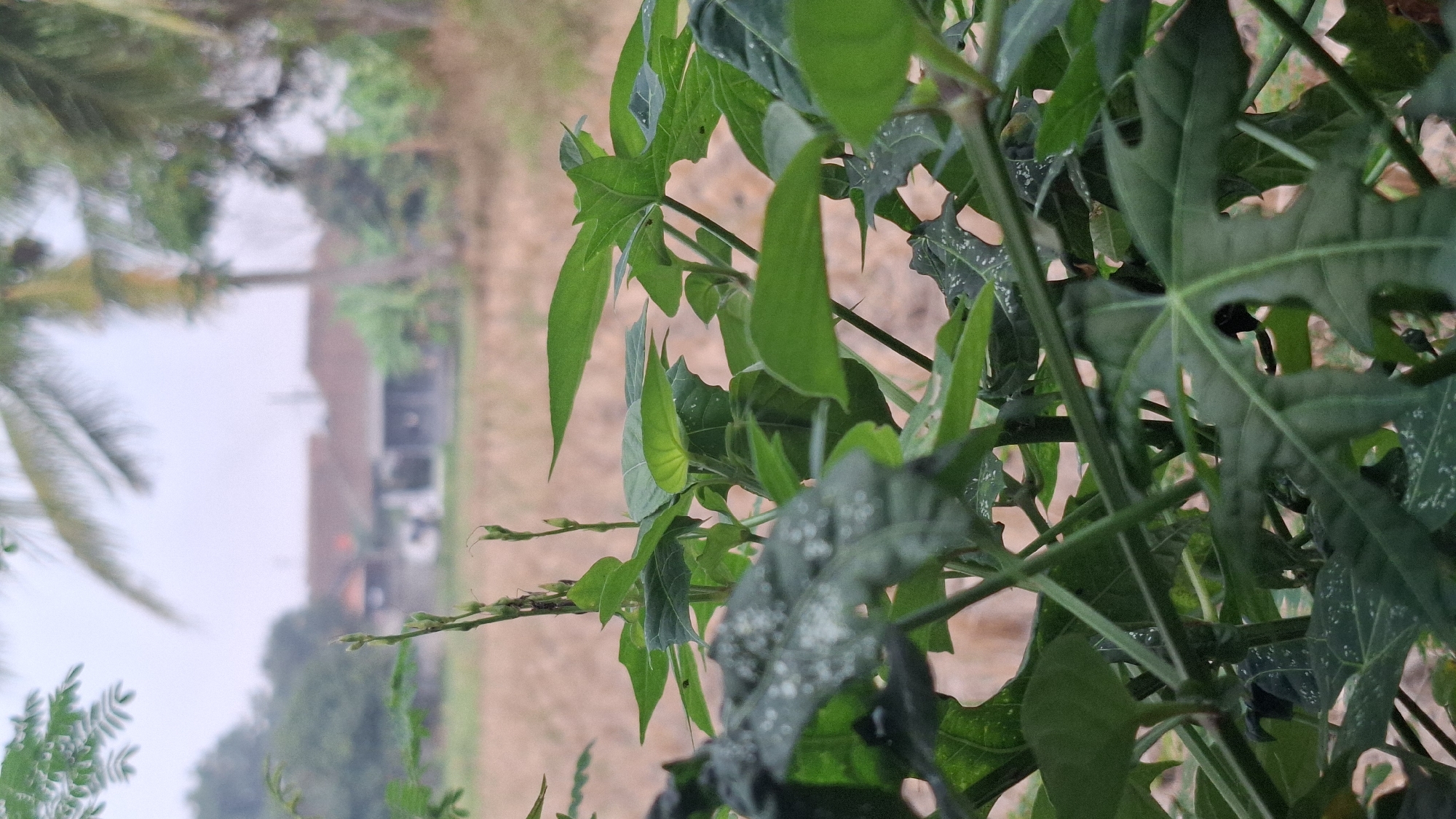 The image depicts a close-up view of lush green foliage in the foreground, with water droplets visible on some of the leaves. Behind the plants, a blurred background reveals a rural landscape. In the distance, traditional Indonesian houses with terracotta roofs can be seen amidst trees and a harvested field. The overall impression is one of a tranquil morning in a village setting, possibly in Cilaku, Indonesia, characterized by the presence of vegetation, rural architecture, and agricultural land.
