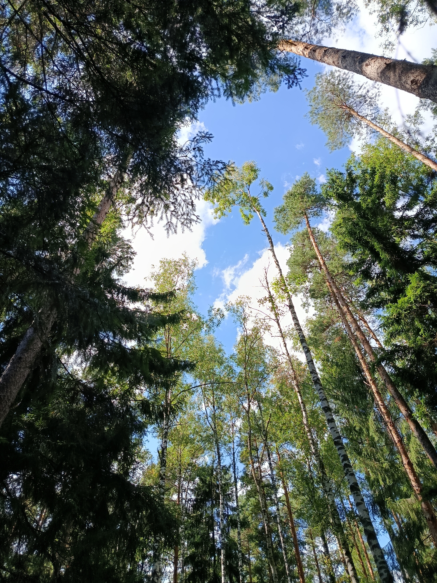 The image is a low-angle shot looking up through a forest canopy towards a blue sky with scattered white clouds. The trees are tall and varied, including dark green conifers and lighter-barked deciduous trees, likely birch, with green leaves. Sunlight filters through the branches, creating dappled light and shadow. The forest appears to be located in the city of Бордуки, Russia, based on the provided context. There are no people or discernible objects in the scene other than the trees and sky.