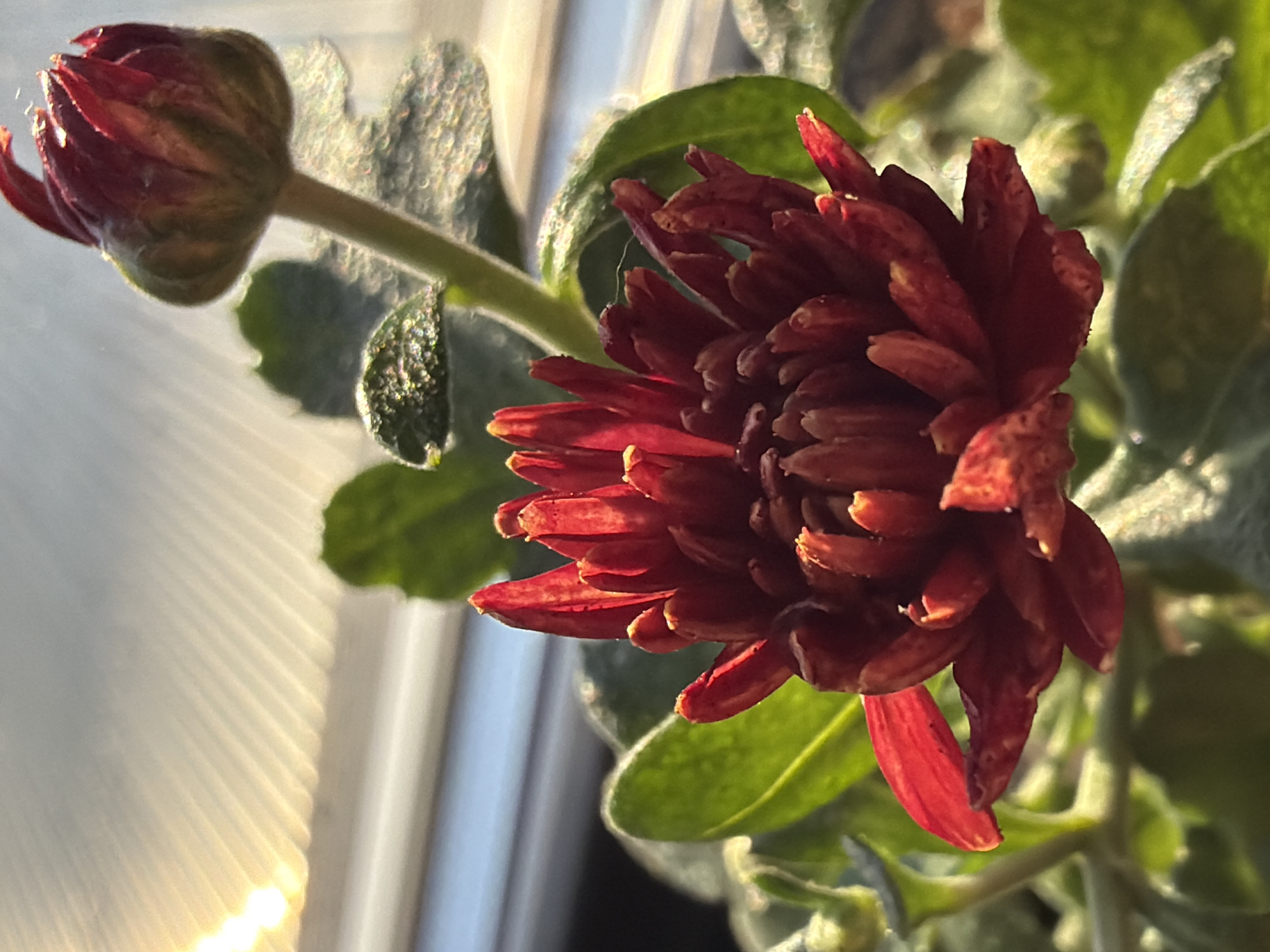 The image depicts a close-up of a red Chrysanthemum flower with an unopened bud beside it. The flower and bud are surrounded by green leaves with a fuzzy texture. The light source is behind the flower, creating a soft glow around the leaves and highlighting the edges of the petals. The background appears to be a window with light filtering through blinds or textured glass. There is no information to confirm the image's location in the city of Chaikovsky, Russia.