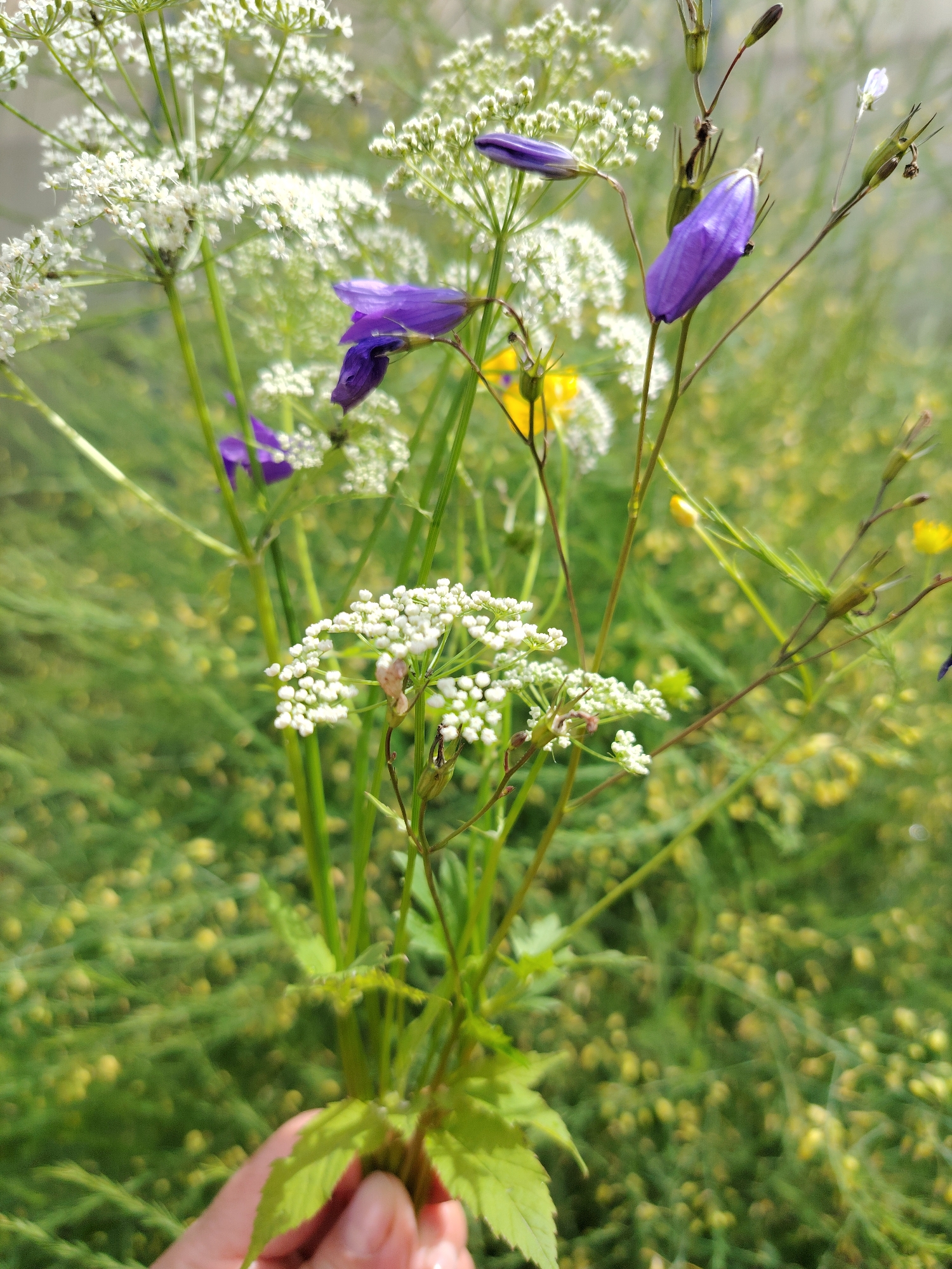In Vladimirovka, Russia, a close-up shot captures a bouquet of wildflowers held by a person's hand. The bouquet features delicate white flowers with intricate clusters, vibrant purple bell-shaped flowers, and hints of yellow blooms in the background. The foliage is a lush green, with tall stalks and feathery leaves. The background is softly blurred, suggesting a natural, outdoor setting likely a meadow or garden. The lighting is bright, indicating daytime.