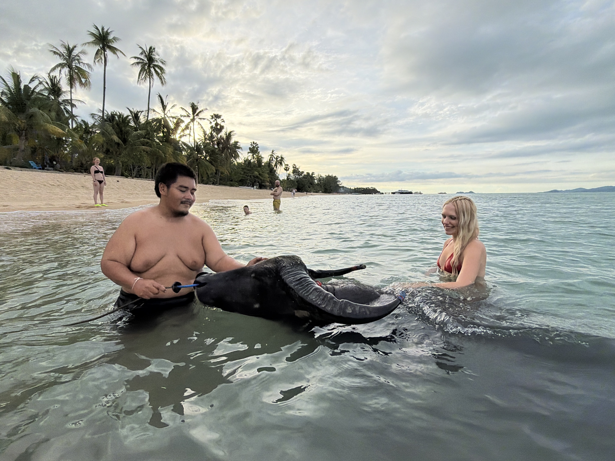 In Baan Mae Nam, Thailand, at dusk, a group of people enjoy a swim in the ocean near a sandy beach lined with palm trees. In the foreground, a man is in the water with a water buffalo, holding onto its horns with a rope. To his right, a woman in a red bikini is also in the water, looking at the buffalo. In the background, other people are visible on the beach and in the water. The sky is cloudy, suggesting an overcast day or the approach of sunset. The overall atmosphere appears relaxed and communal, with people engaging in recreational activities by the sea.