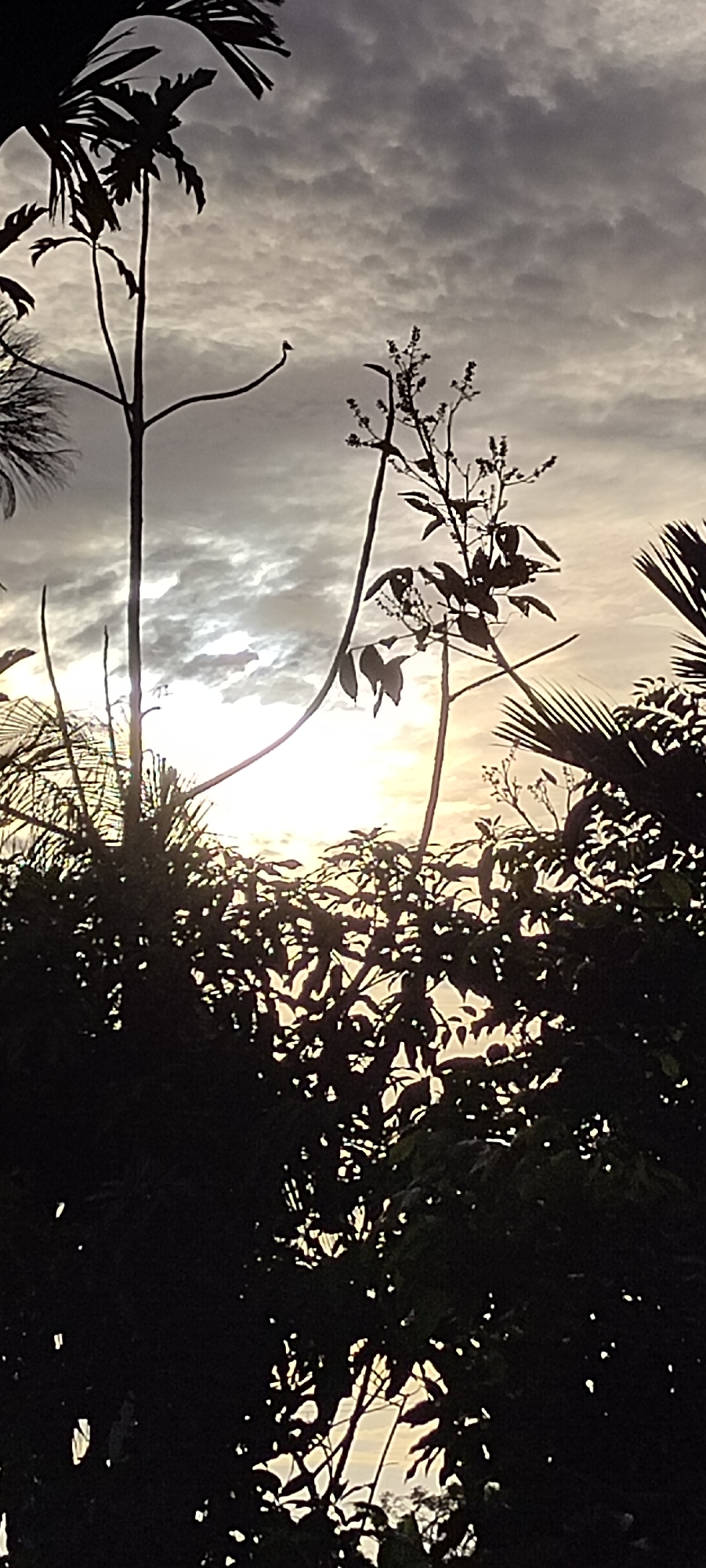 The image captures a partially obscured sunset viewed through dense foliage. The foreground is dominated by dark silhouettes of trees and plants, with sunlight filtering through the gaps between leaves. In the background, the sky is filled with altocumulus clouds, ranging from dark gray to light, almost white hues, creating a dramatic contrast. The sun, while hidden behind the foliage, emits a bright glow that illuminates the clouds above. The scene presents a tropical or subtropical environment. Given the request to include a location in Lhokseumawe, Indonesia, it could be assumed that this scene is an obscured sunset over an area with dense vegetation in or near Lhokseumawe.
