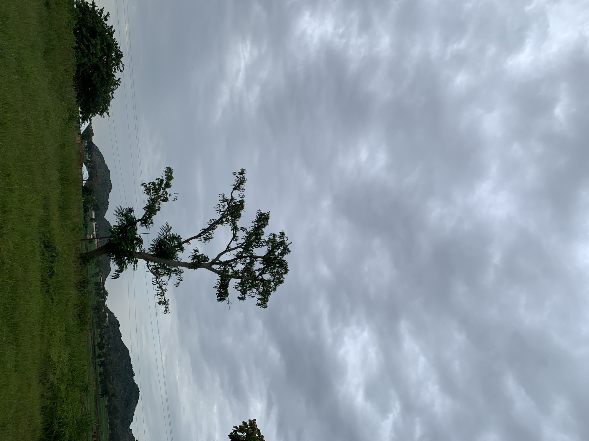 An overcast sky hangs above a rural landscape in Kuru Karama, Nigeria. In the foreground, a field of tall, green grass stretches across the frame. A solitary, slender tree with sparse foliage stands in the middle ground, leaning slightly to the left. To the left of this tree, a larger, denser tree with a dark trunk and abundant leaves is visible. In the distance, rolling hills are dotted with trees and what appear to be several white-roofed structures, possibly homes or buildings. Power lines are strung horizontally across the mid-ground of the image, connecting poles that are not fully visible. The overall impression is of a quiet, natural setting under a diffused light.