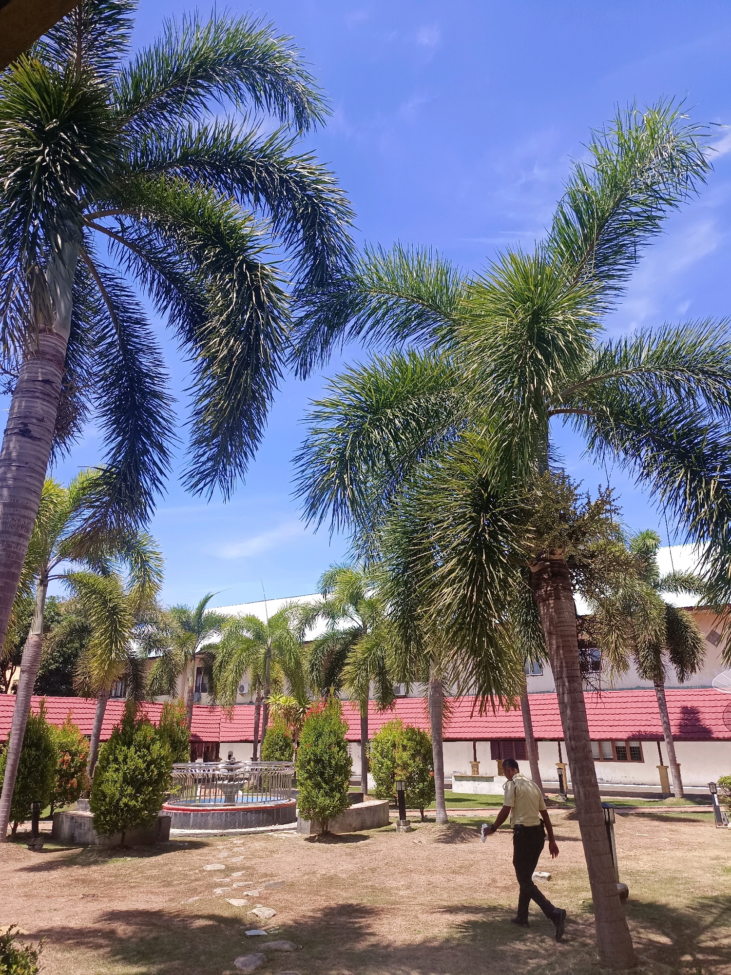 This image depicts an outdoor scene in the city of Mesjid Reuntoh, Indonesia, under a clear blue sky with scattered white clouds. The foreground is dominated by the lush green fronds of several tall palm trees, which cast dappled shadows on the dry, brown grass below. A paved pathway made of irregular, flat stones winds through the grass. In the middle ground, a circular fountain with a metal railing and a red rim is visible, surrounded by manicured green bushes and more palm trees. Behind the fountain, a building with a white facade and red tiled roofs stretches across the background. A single person, appearing to be a man in a light-colored shirt and dark pants, walks away from the viewer in the lower right quadrant of the image. The overall impression is of a well-maintained garden area with tropical vegetation and a building in the background.