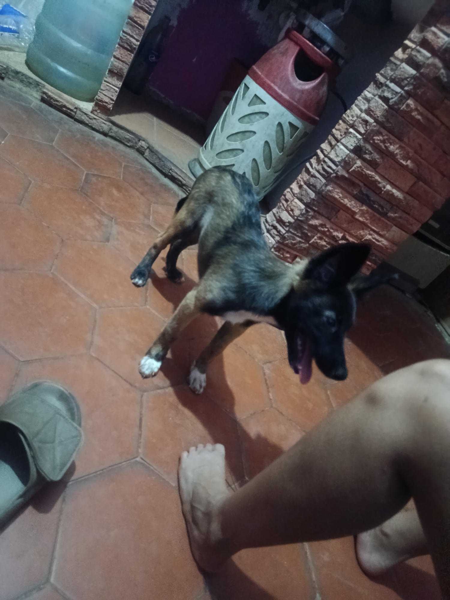 In Juan Griego, Venezuela, an indoor scene captures a medium-sized dog with brindle and black fur in a playful stance, head tilted, mouth open with its tongue visible. The dog is on a tiled floor with hexagonal terracotta tiles. To the left, a person's bare foot is visible, and a grey slipper is on the floor near it. The background includes a large blue water jug, a red and white trash receptacle with a perforated design, and a wall constructed with rough-hewn bricks. The lighting suggests an interior setting, possibly a home or covered outdoor area.