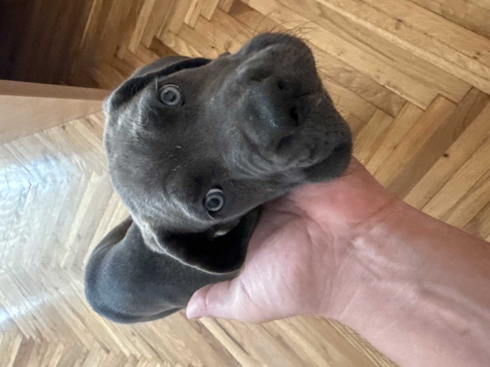 A close-up, eye-level shot shows a person's hand gently holding a young, gray Great Dane puppy's head. The puppy's large, expressive blue eyes are wide and focused on the camera. Its muzzle is broad and wrinkled, characteristic of the breed, and its ears are floppy. The puppy's body extends out of frame to the left. The background consists of a light-colored wooden floor laid in a herringbone pattern, with some darker wooden accents and shadows. The scene is indoors, likely in a residential setting within Apatin Municipality, Serbia, based on the provided context.