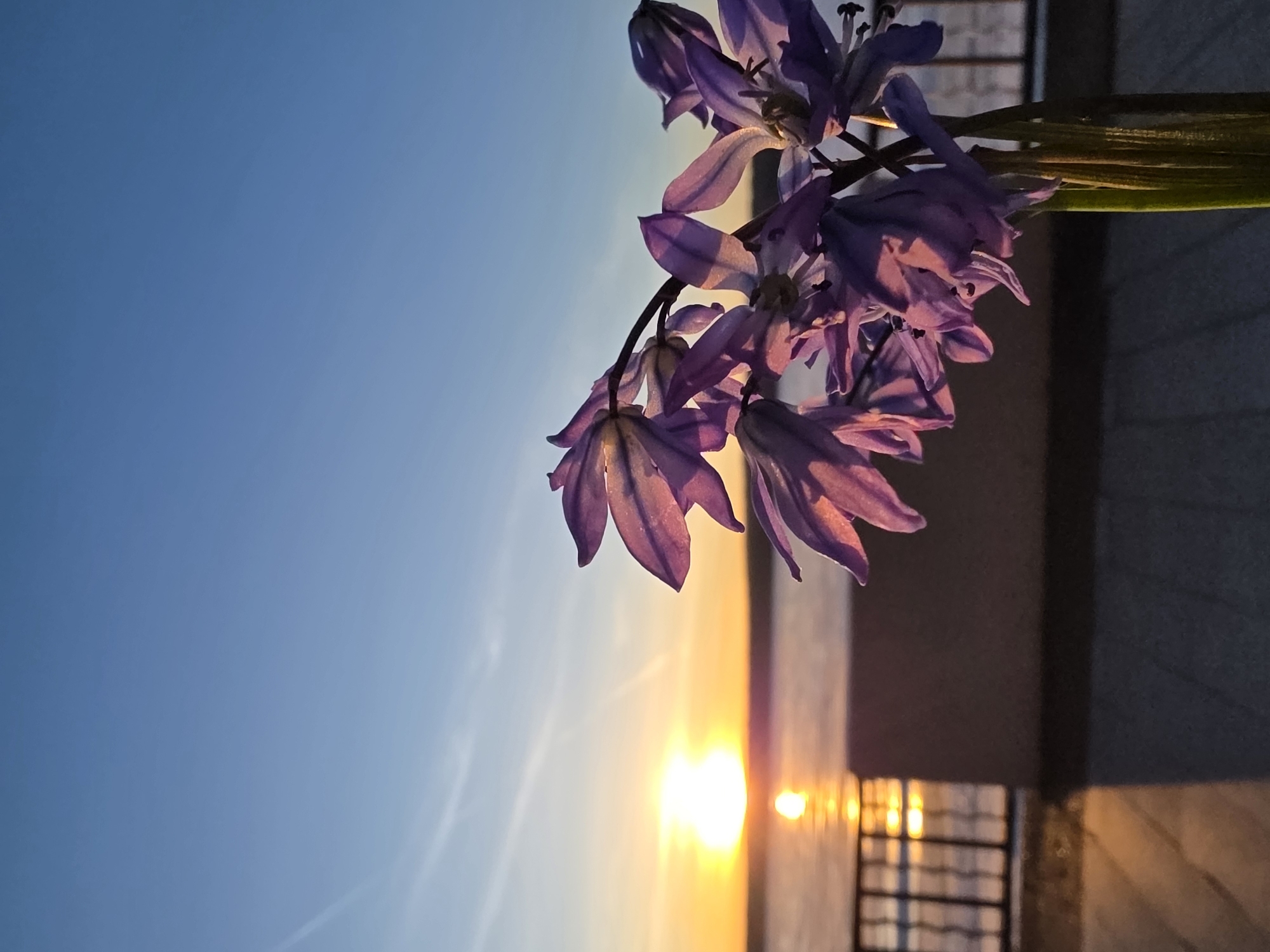The image displays a picturesque sunset scene, featuring a cluster of vibrant purple-blue flowers prominently positioned in the foreground on the right side. These flowers, likely a variety with bell-shaped petals such as Hyacinths or Squill, are exquisitely backlit by the descending sun, causing their delicate petals to appear luminous and translucent, showcasing shades of pink, purple, and violet.
The setting sun is a brilliant orb of orange and yellow light, situated low on the horizon and casting a radiant reflection across the expansive body of water that dominates the mid-ground. The sky above transitions smoothly from a deep, clear blue at the top left to warmer hues of orange and yellow closer to the sun, with faint wisps of clouds visible near the brighter parts of the sky.
In the lower right portion of the image, a dark, indistinct structure with visible vertical and horizontal lines suggests a railing or a balcony, indicating a vantage point overlooking the water. The scene evokes a strong sense of tranquility and natural beauty. The time of day is clearly sunset, characterized by the dramatic colors and the position of the sun. The weather appears clear and calm. Given the context of Chaikovsky, Russia, this serene vista likely captures a sunset over the Kama Reservoir or the Kama River. There is no visible text or specific human activity in the photograph, emphasizing the natural landscape and the flowers.