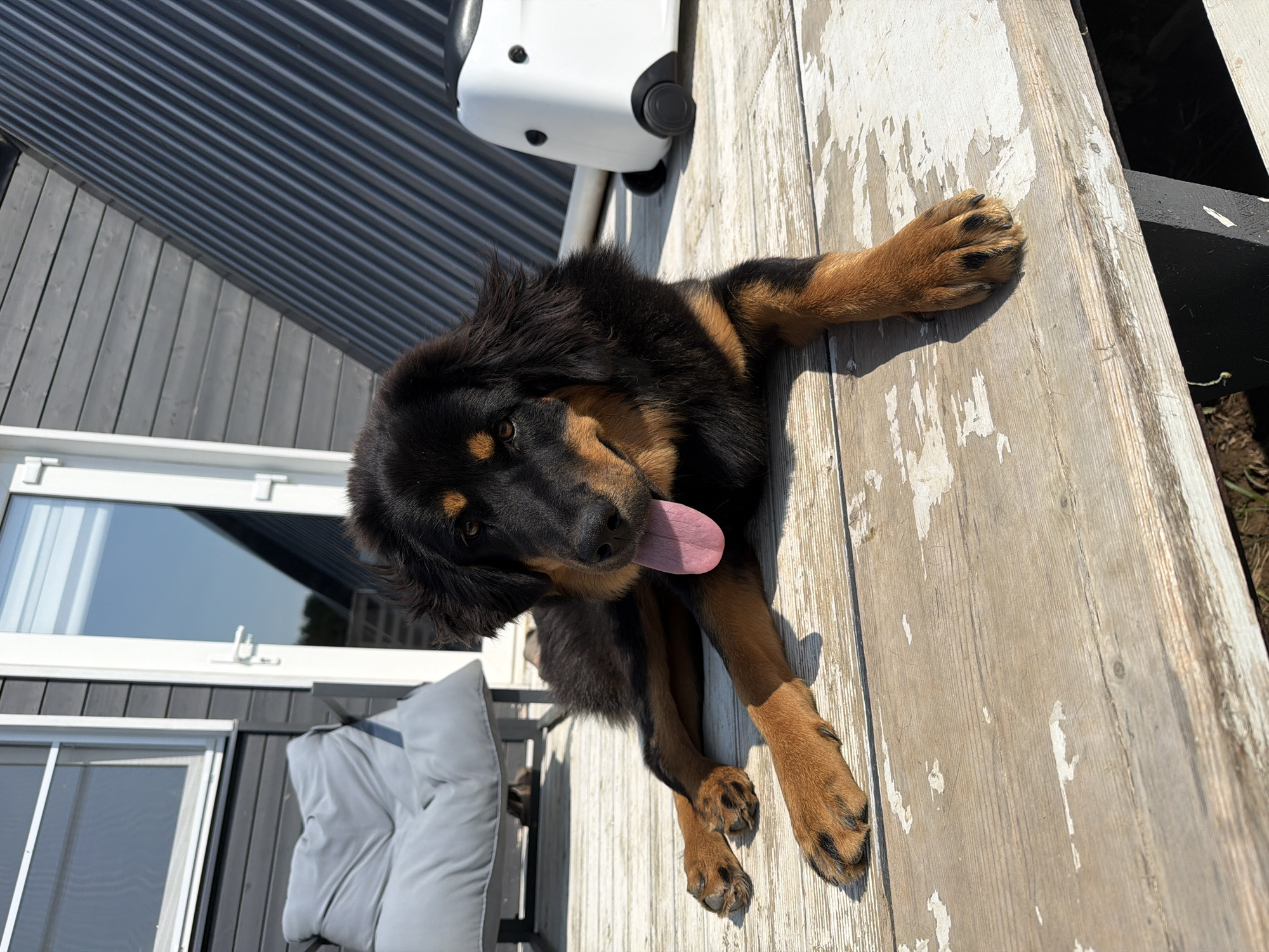 A medium-sized dog with black and tan fur lies on a wooden deck, its tongue hanging out. The dog is positioned in the foreground, facing the camera with its front paws extended. Behind the dog, a white and black rolling suitcase sits on the deck, and a grey outdoor chair with a cushion is visible to the left. The background includes a modern house with dark siding and a large glass door. The scene appears to be a sunny day, as indicated by the strong shadows. The location is identified as a residential area in Stepan'kovo, Russia.