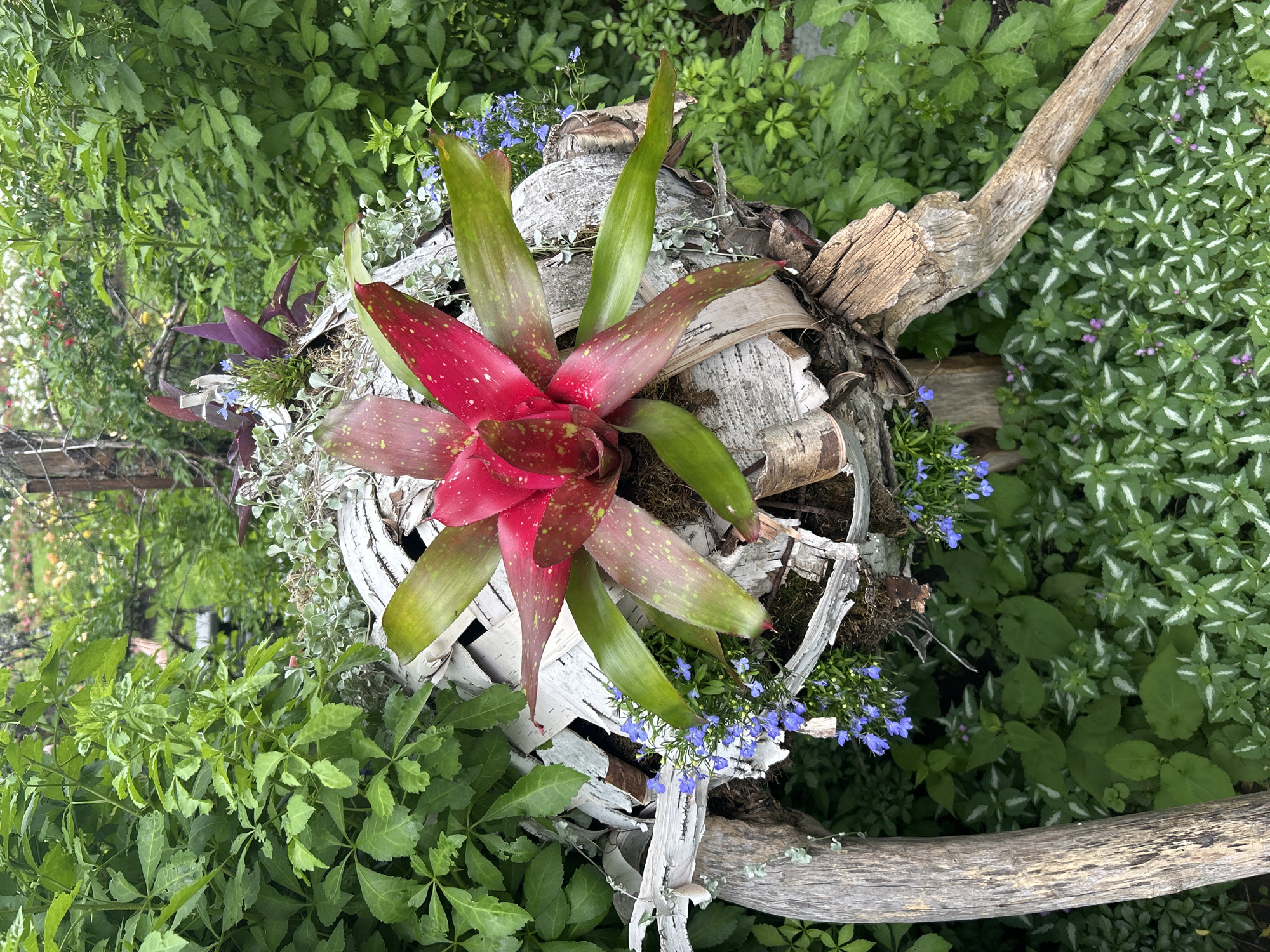 A close-up shot captures a vibrant bromeliad with bright pink and green leaves, speckled with light green spots. The bromeliad is nestled within a rustic arrangement of white birch bark and weathered branches, forming a unique planter. Small clusters of delicate blue flowers, possibly lobelia, add a touch of color to the base of the arrangement. The planter is situated outdoors, surrounded by lush green foliage. The background is filled with dense green leaves and plants, suggesting a garden setting. The scene appears to be in Mount Royal, Canada, given the specific location requested. The overall atmosphere is natural and botanical, with a focus on the central plant and its artistic display.