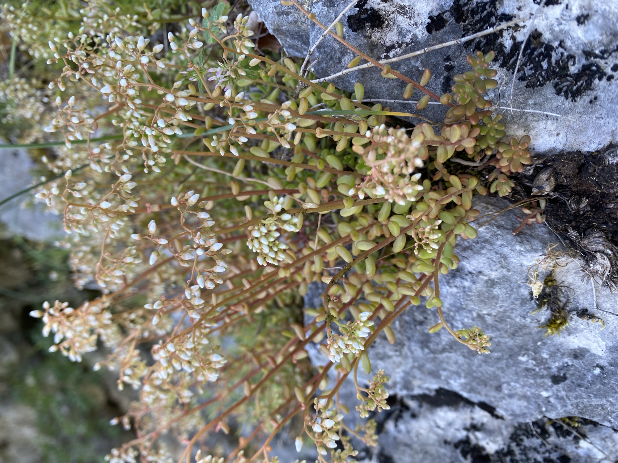 A cluster of small, succulent plants with green and reddish-brown leaves grows from a grey rocky surface. The plants have thin, reddish stems topped with clusters of tiny, unopened white flower buds. The background consists of out-of-focus greenery and more rocks. This scene is located in the municipality of Niška Banja, Serbia.