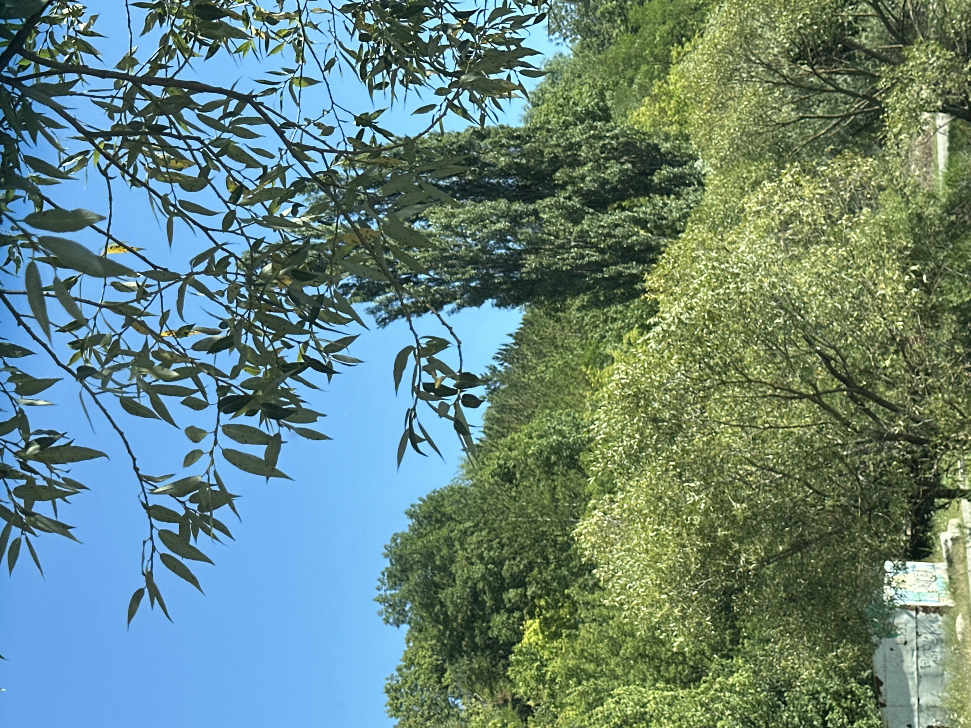 The image shows a clear blue sky above a densely wooded area. In the foreground, branches with long, narrow green leaves hang from the top and right side of the frame, partially obscuring the view of the trees below. The trees vary in height and foliage density, with a particularly tall, slender tree structure visible in the mid-ground. The lower part of the image reveals a concrete structure with graffiti, suggesting an urban or semi-urban environment. The overall impression is of a lush, natural scene with elements of man-made intervention. The location is identified as Makiv, Ukraine.