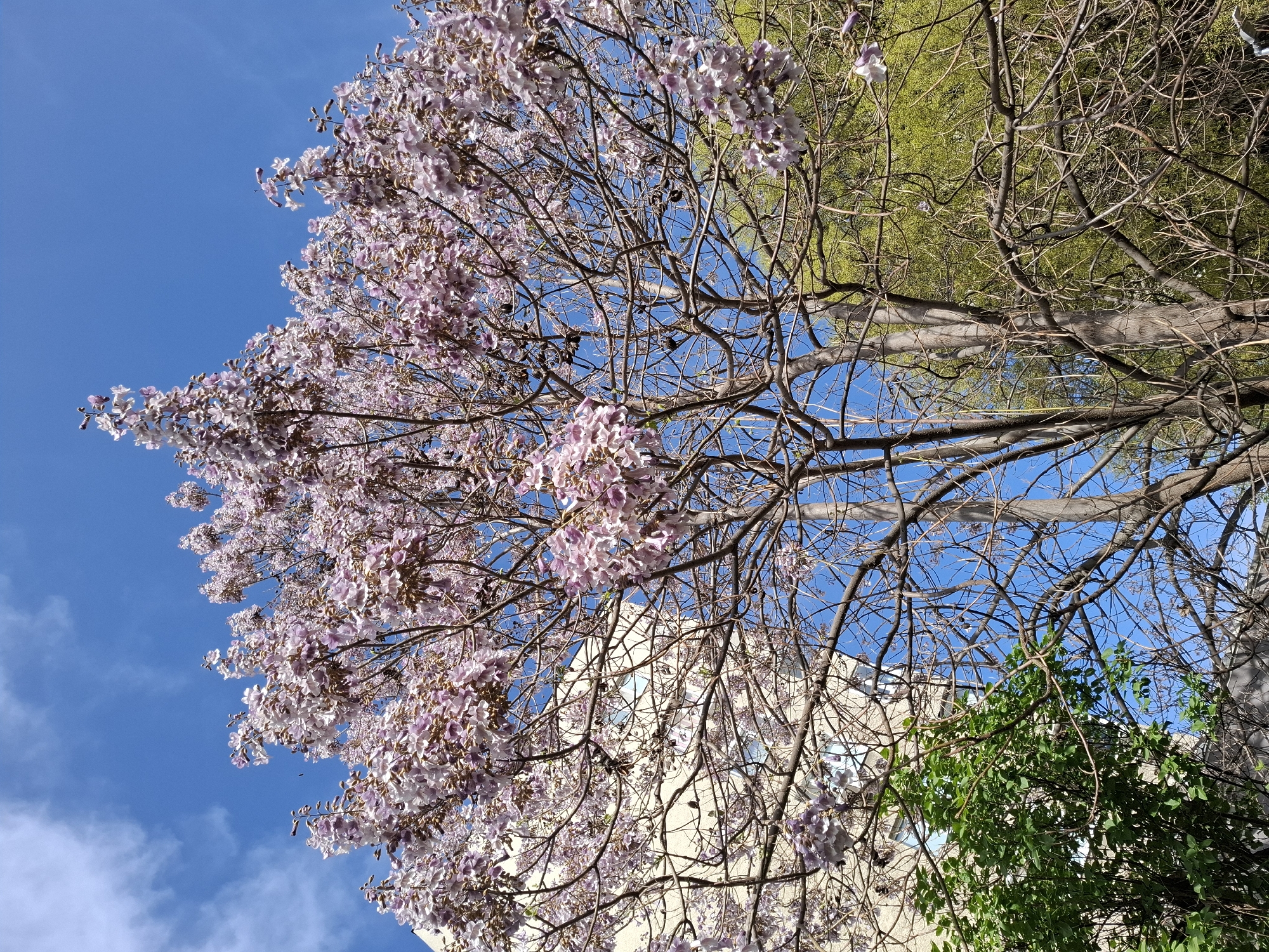 The image presents an upward view through the branches of a blossoming tree against a clear blue sky. The dominant subject is a tree covered in numerous clusters of delicate, light purple flowers, interspersed with bare, intricate branches. These branches, dark brown in color, create a complex pattern against the bright background.
The sky is a prominent feature, displaying a vivid azure blue with a few scattered, thin white clouds, indicating a bright and sunny daytime. In the background, partially obscured by the tree's branches, a light-colored building, possibly white or cream, is visible. Hints of green foliage from another plant or tree can be seen towards the upper right and lower right sections of the image, adding depth to the natural scene.
The image captures a serene and vibrant spring moment. There are no people visible, nor any specific activity taking place beyond the blooming of the tree. No visible text is present. The setting for this natural scene is Plovdiv, Bulgaria.