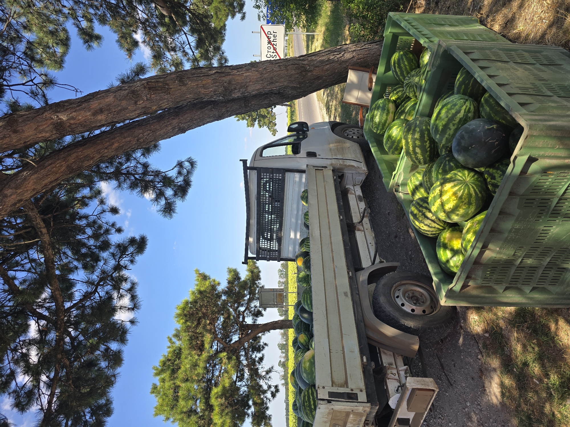 In Stozher, Bulgaria, on a sunny day, watermelons are being sold roadside. A white flatbed truck is loaded with watermelons, and two green plastic crates are overflowing with them. The truck is parked under the shade of a large pine tree, and a road sign in the background indicates the location. The environment is rural, with fields visible in the distance. No people are present in the scene.