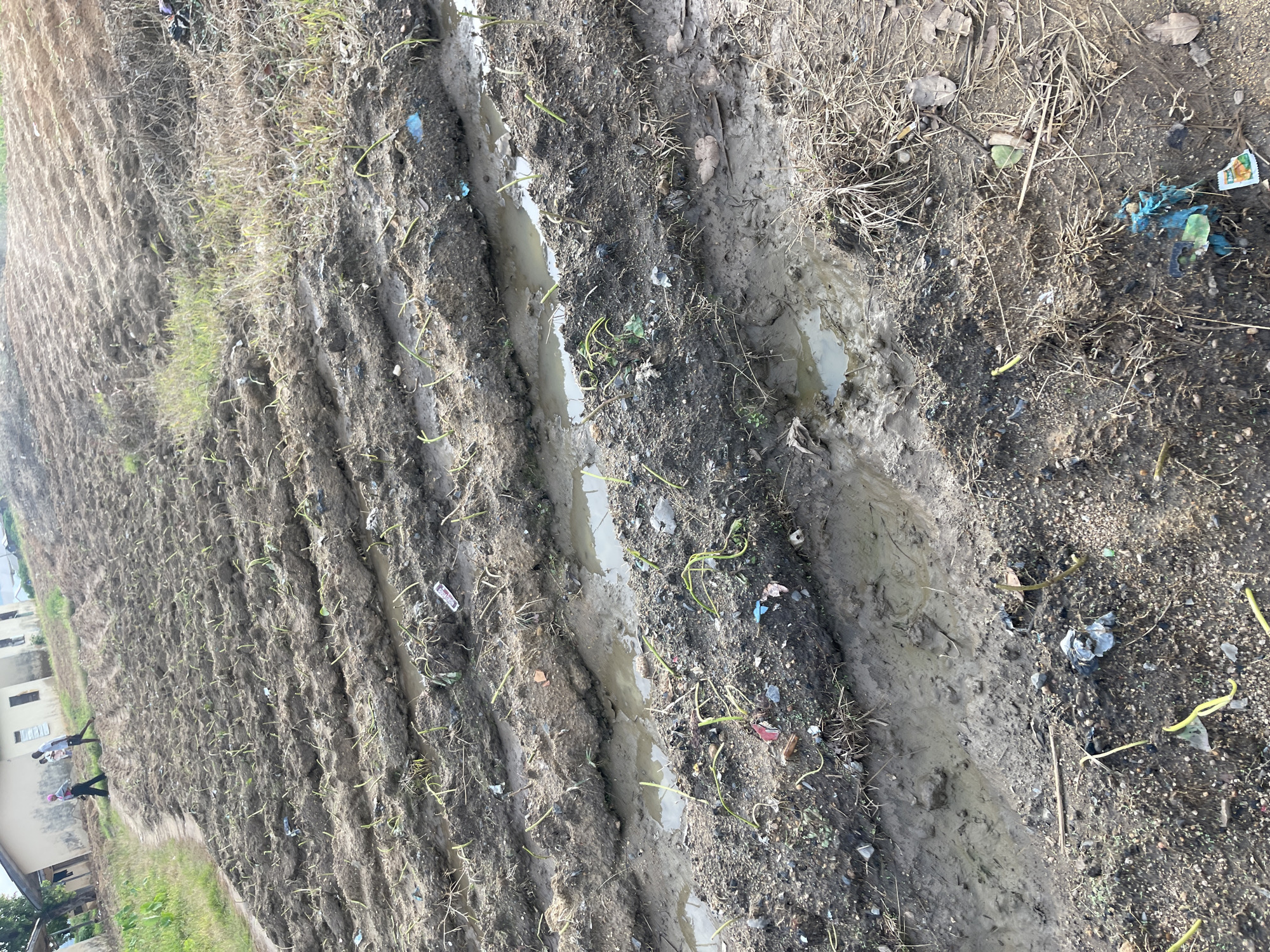This image depicts a muddy agricultural field with rows of young green plants, likely crops, emerging from the soil. The field shows signs of recent rainfall, with puddles of water present between the rows. Scattered debris, including plastic bags and wrappers, is visible throughout the field, indicating potential pollution. In the background, a building with light-colored walls and dark windows is present, possibly a residential or agricultural structure. A dirt path leads towards the building, with three individuals, two men and a woman, walking along it. The overall environment suggests a rural or semi-urban setting. The location is identified as Rafin Par, Nigeria, a town in the northern part of the country known for its agricultural activities.