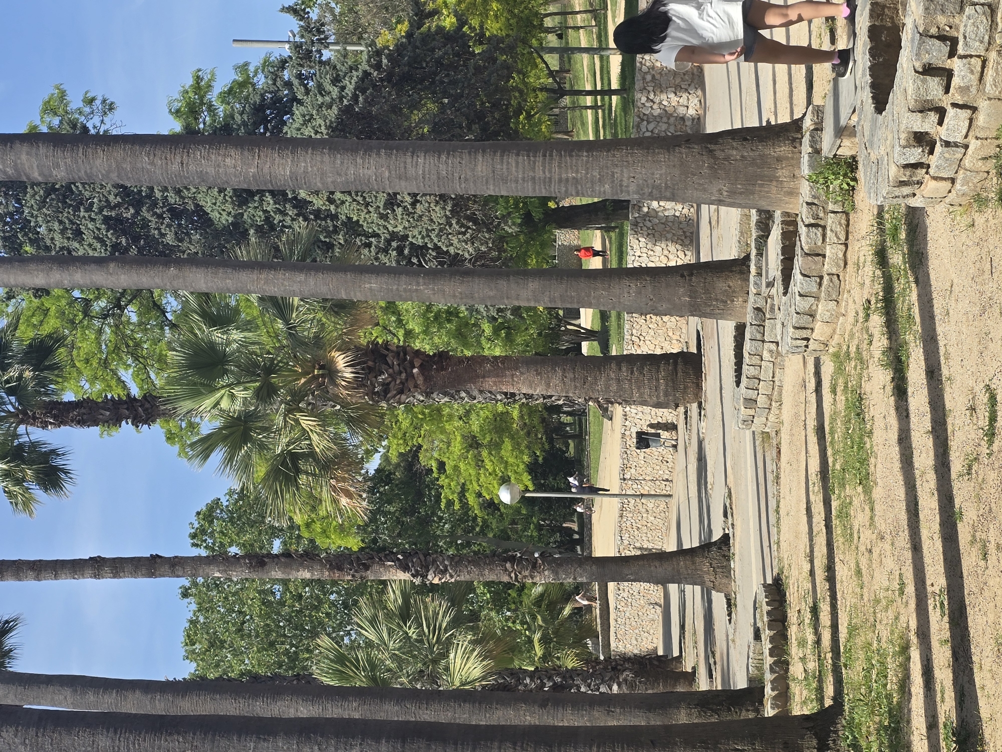 A park in Cornellà de Llobregat, Spain, features a row of tall palm trees lining a pathway. A young woman wearing a white shirt and shorts stands near the edge of the path. A person in a red shirt is visible in the distance. A light post is near the pathway. The ground beside the path is sandy.
